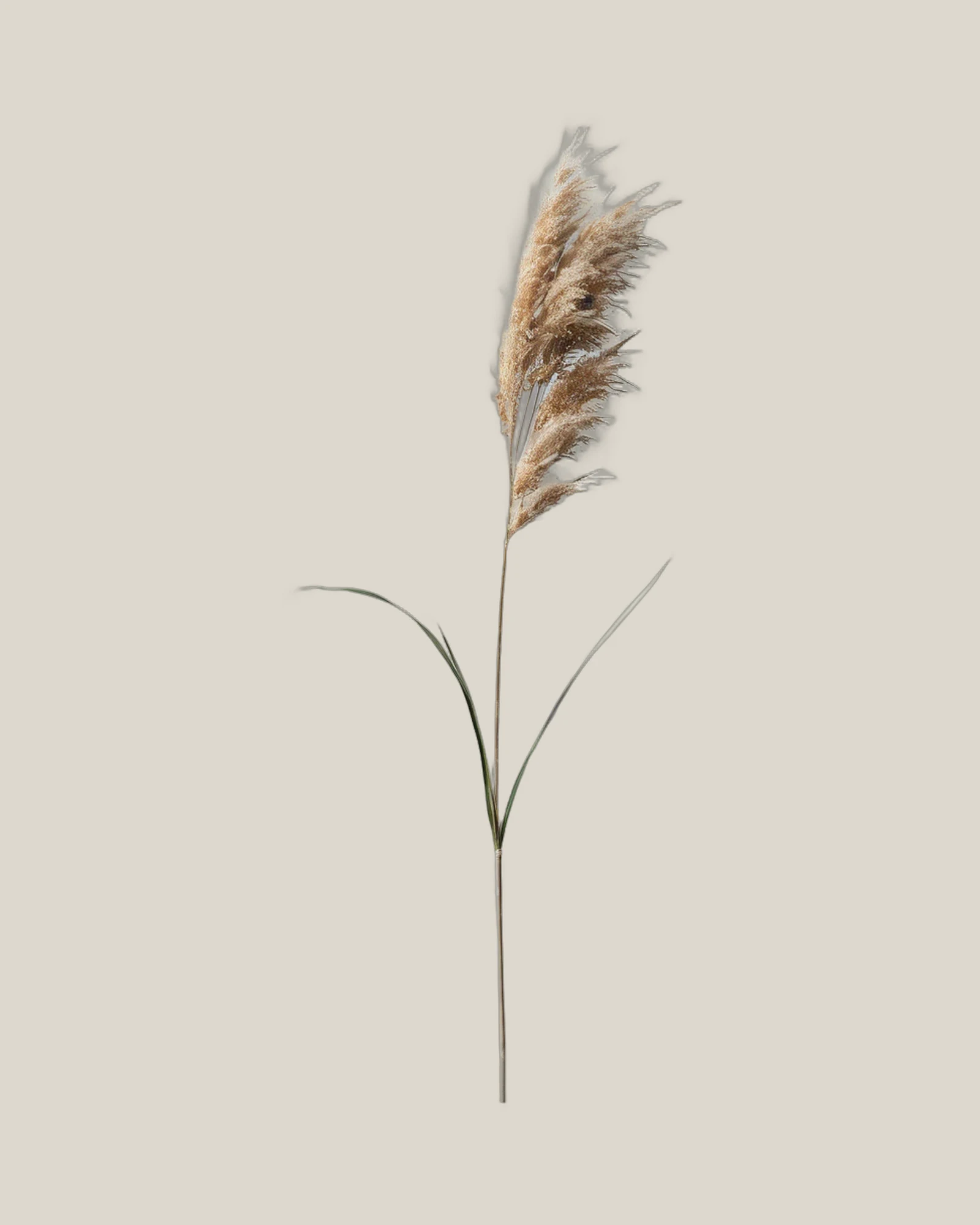 Miscanthus – , freigestellte botanische Studioaufnahme