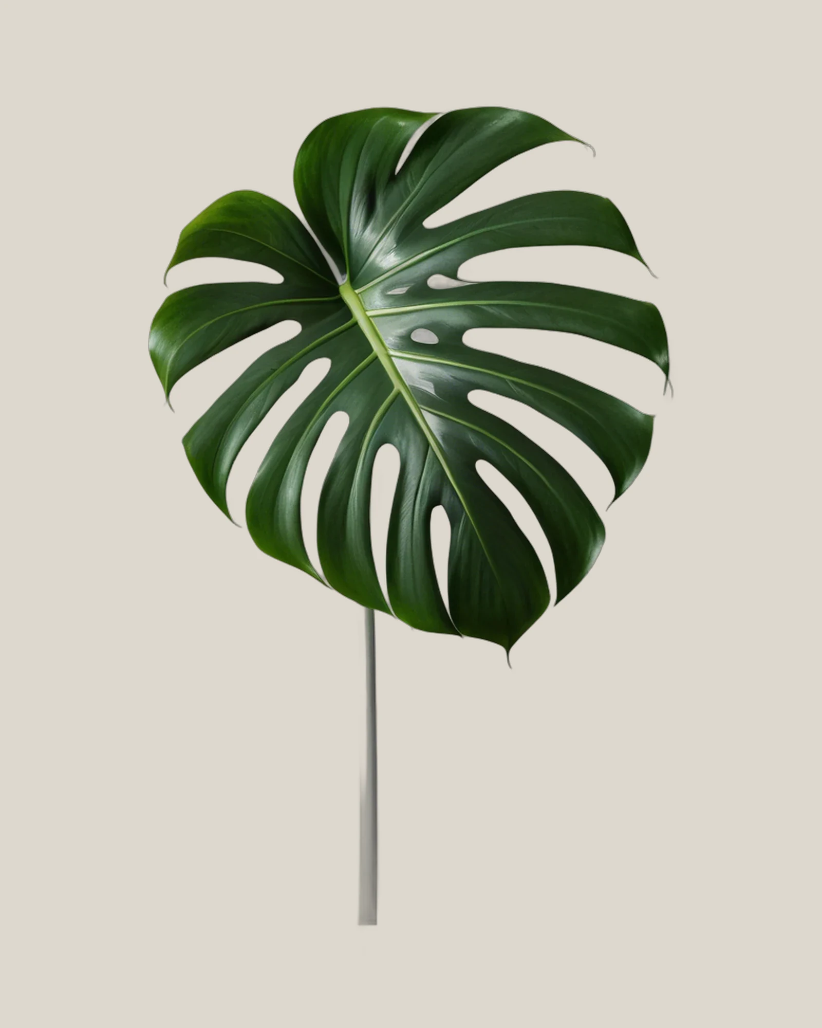 Monstera-Blatt – Monstera deliciosa, freigestellte botanische Studioaufnahme