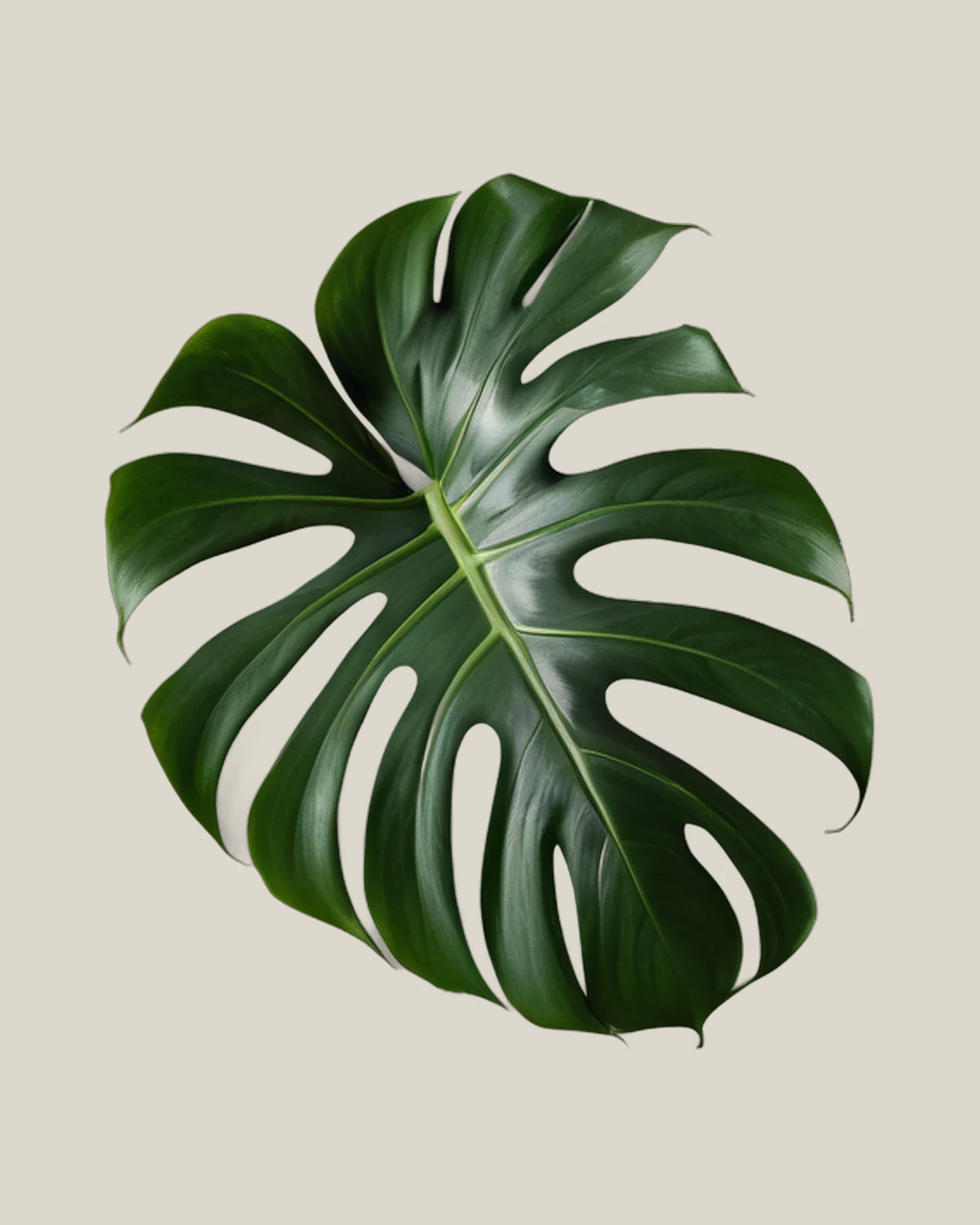 Monstera – Monstera deliciosa, freigestellte botanische Studioaufnahme
