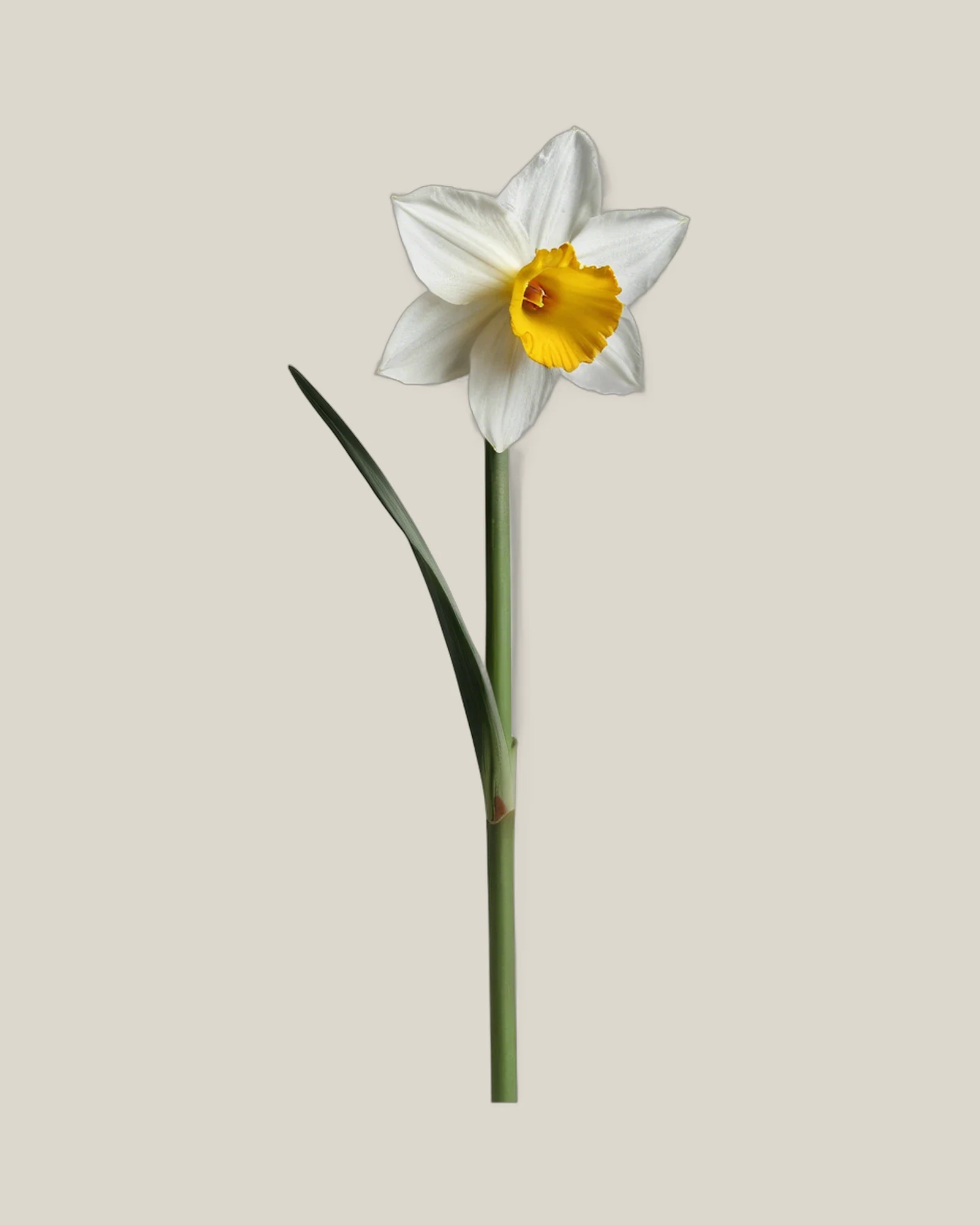 Narzisse Weiß – Narcissus, freigestellte botanische Studioaufnahme