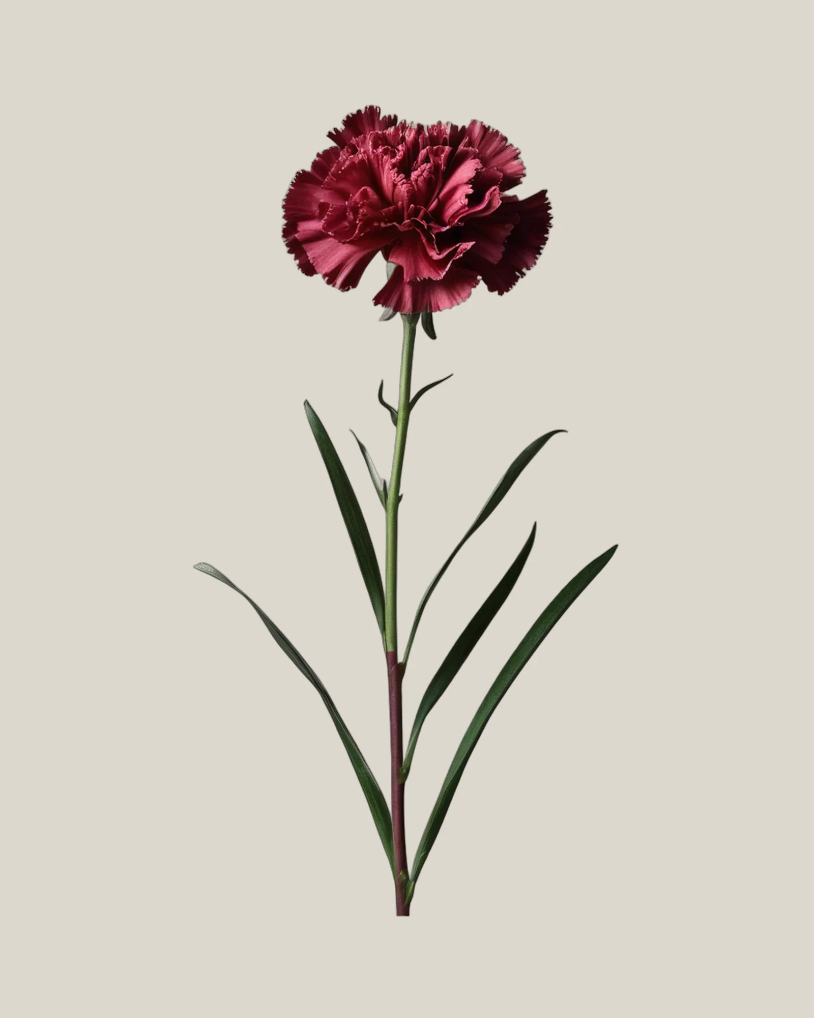 Nelke Burgundy – Dianthus caryophyllus, freigestellte botanische Studioaufnahme