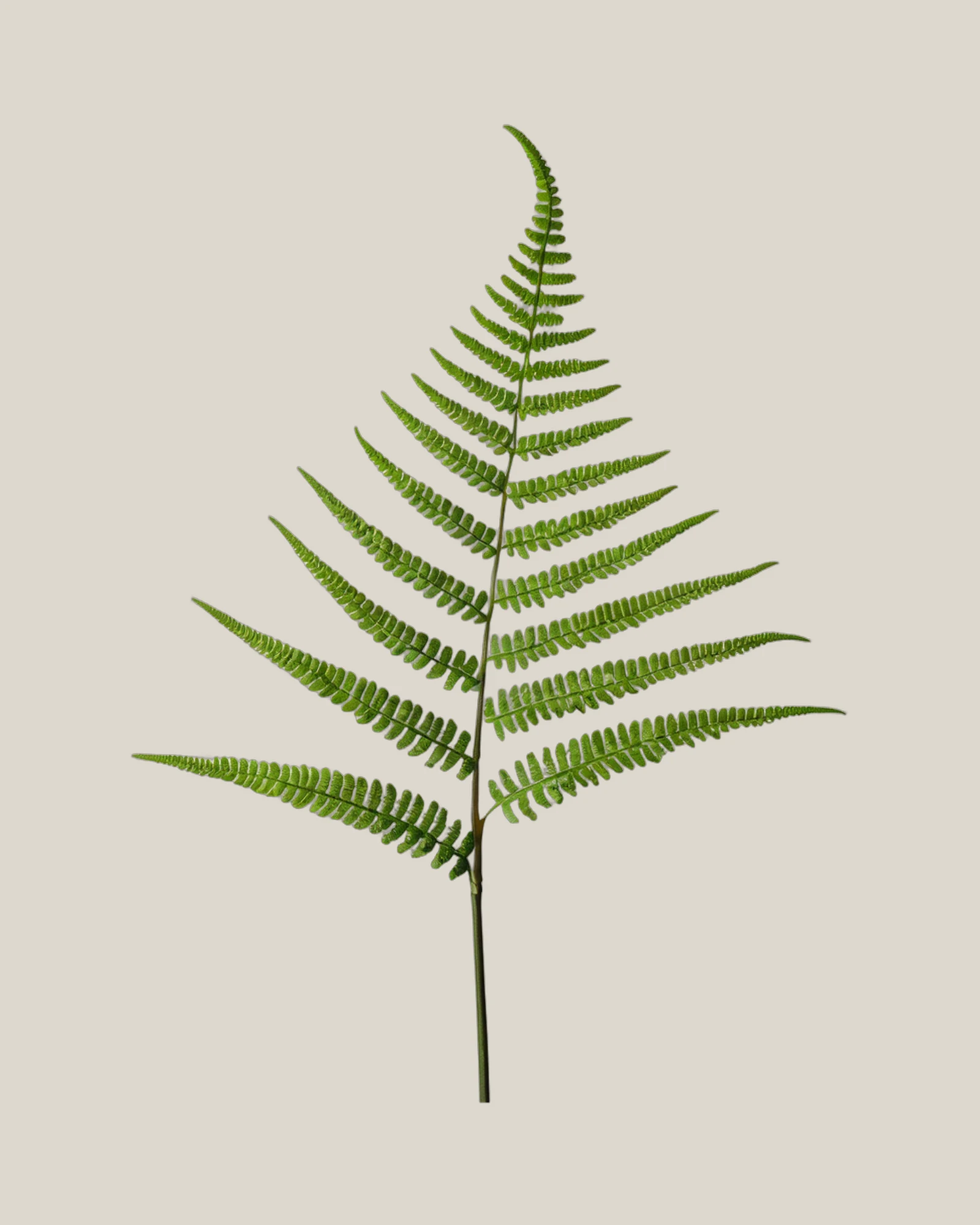 Schwertfarn – Nephrolepis exaltata, freigestellte botanische Studioaufnahme