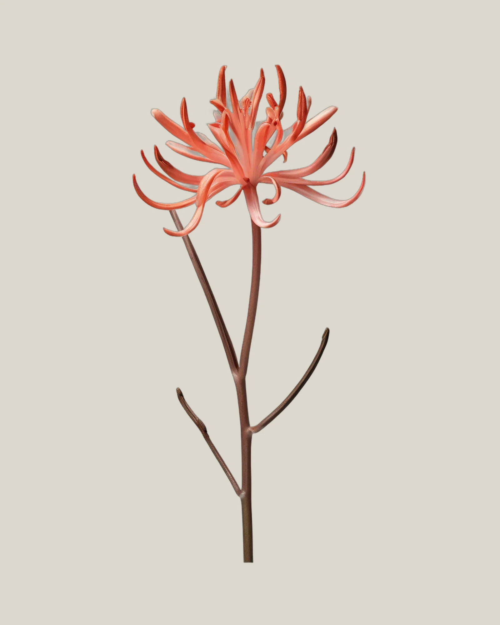 Guernsey-Lilie Coral – Nerine bowdenii, freigestellte botanische Studioaufnahme