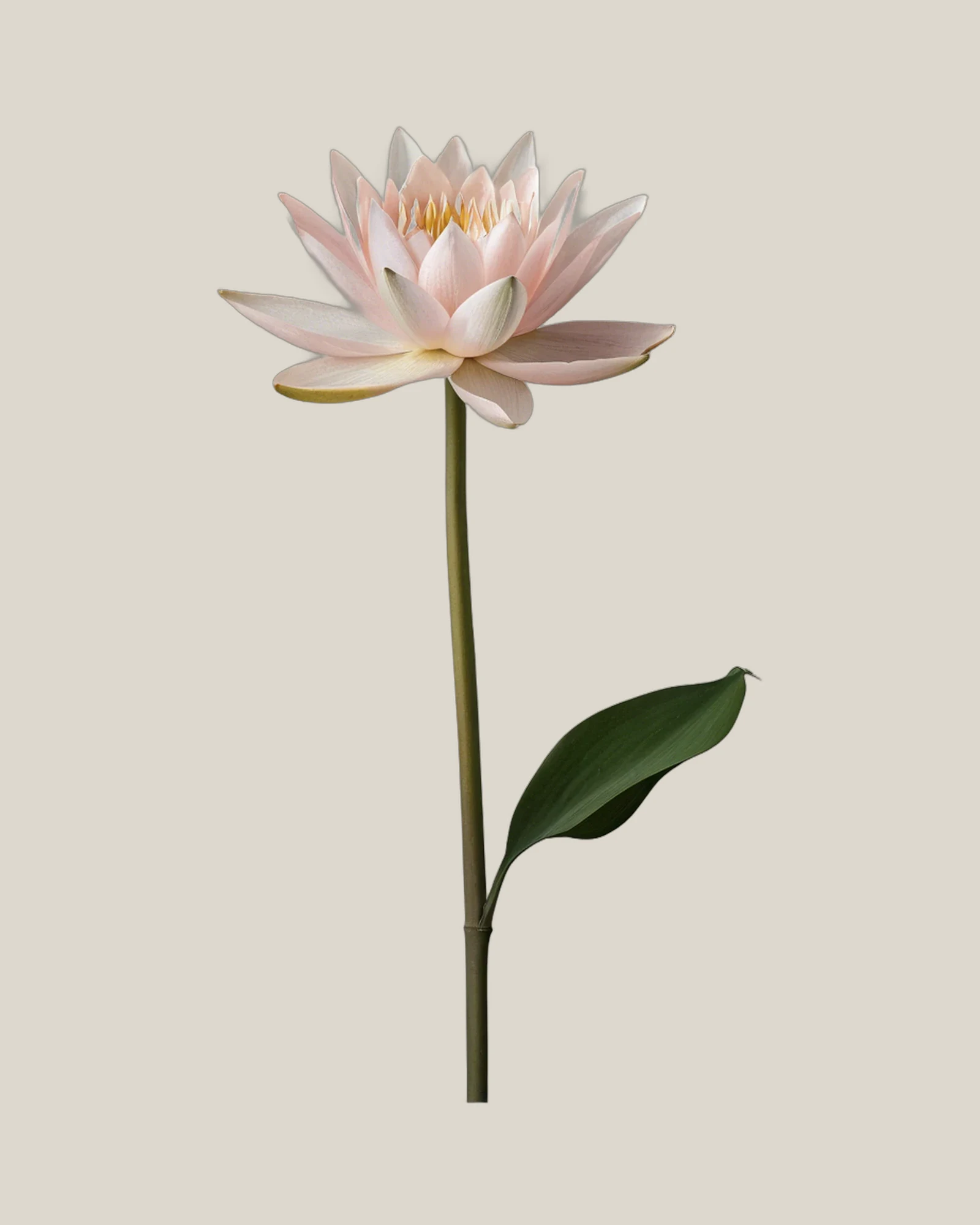 Seerose Pink – Nymphaea, freigestellte botanische Studioaufnahme