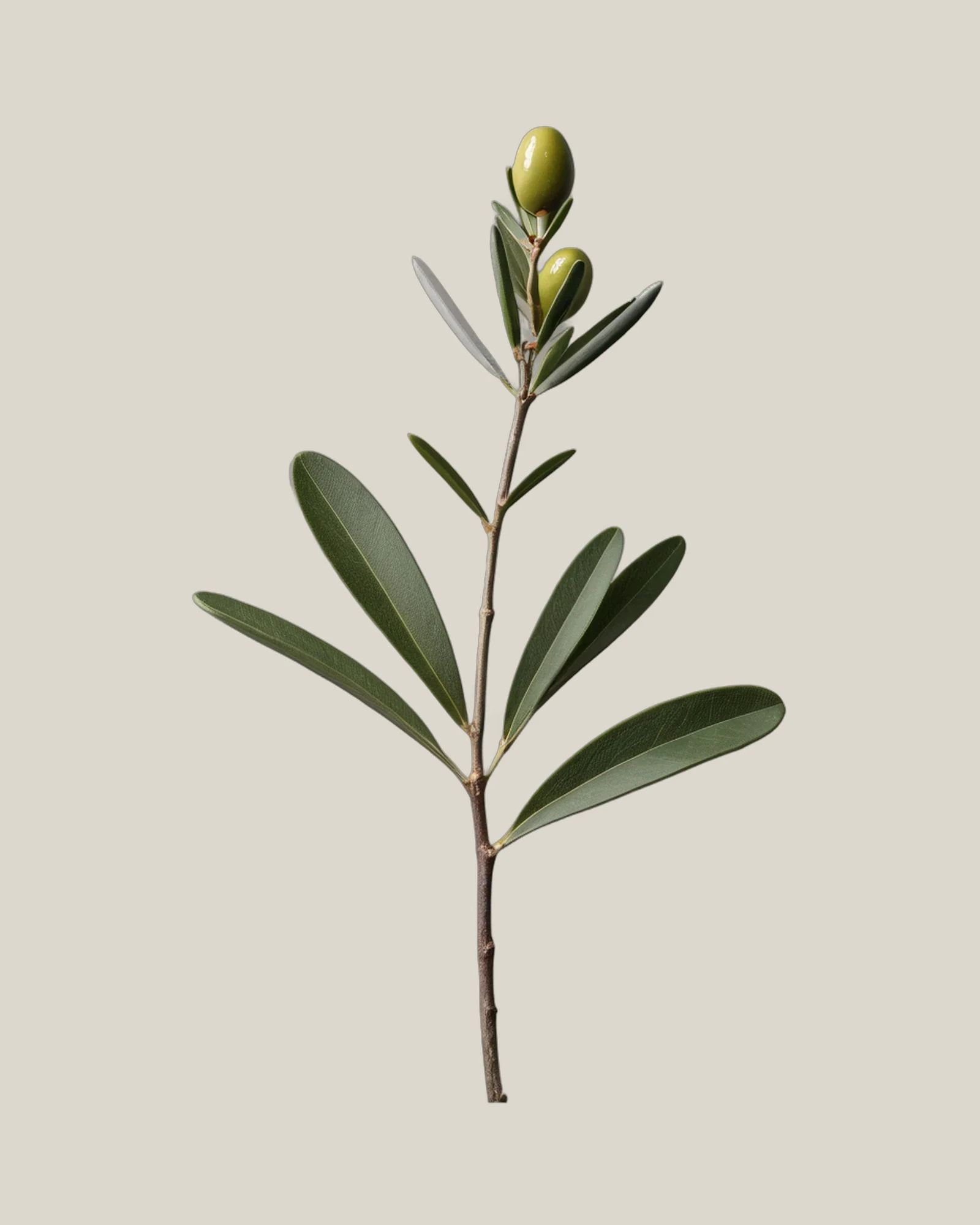 Olive Frucht – , freigestellte botanische Studioaufnahme