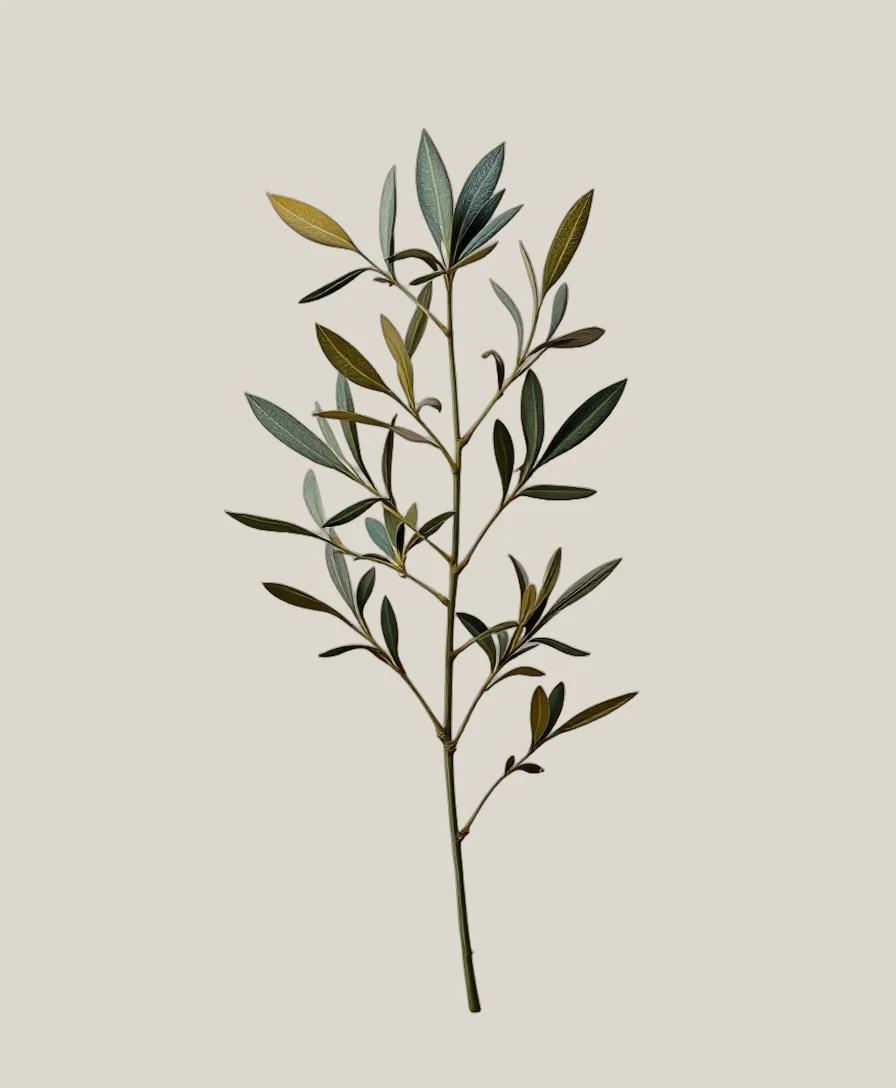 Olive Silber – Olea europaea, freigestellte botanische Studioaufnahme