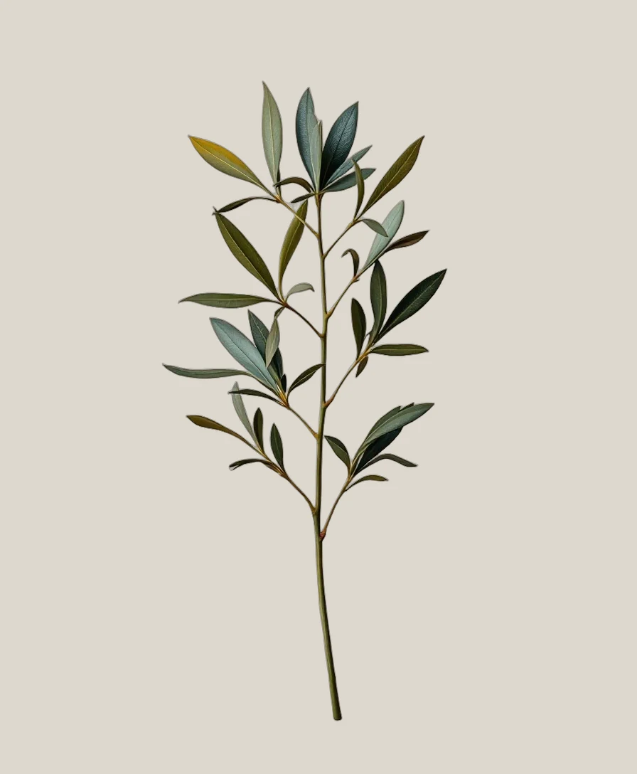 Olive – Olea europaea, freigestellte botanische Studioaufnahme