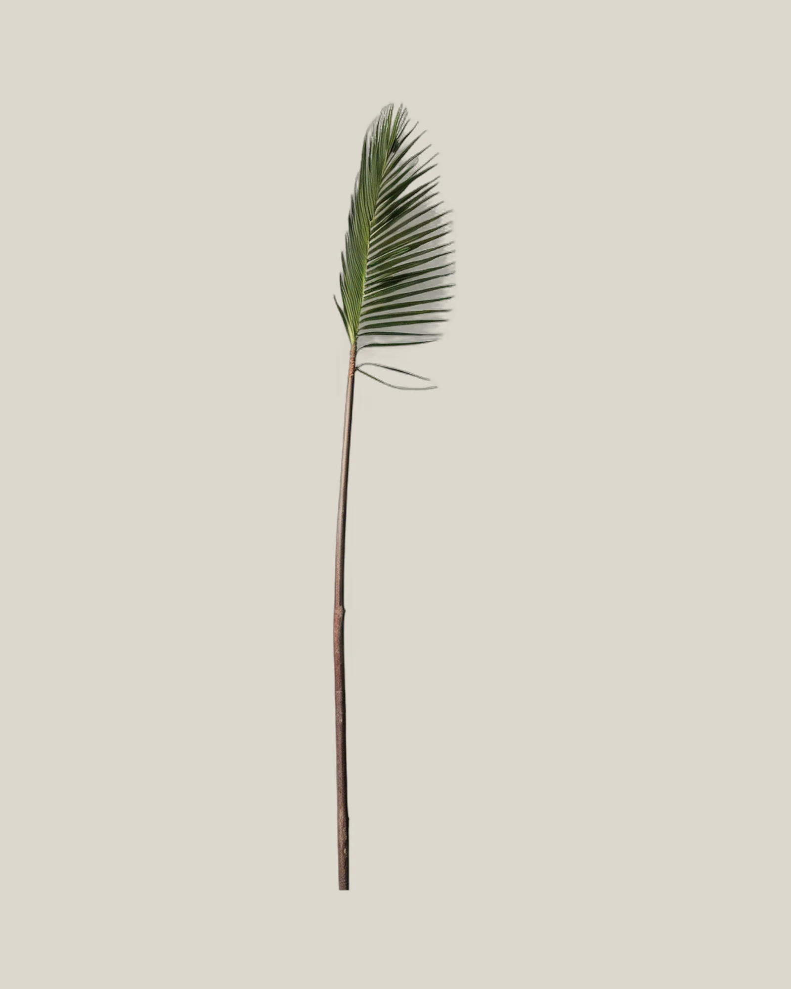 Palm Spear Natur – , freigestellte botanische Studioaufnahme