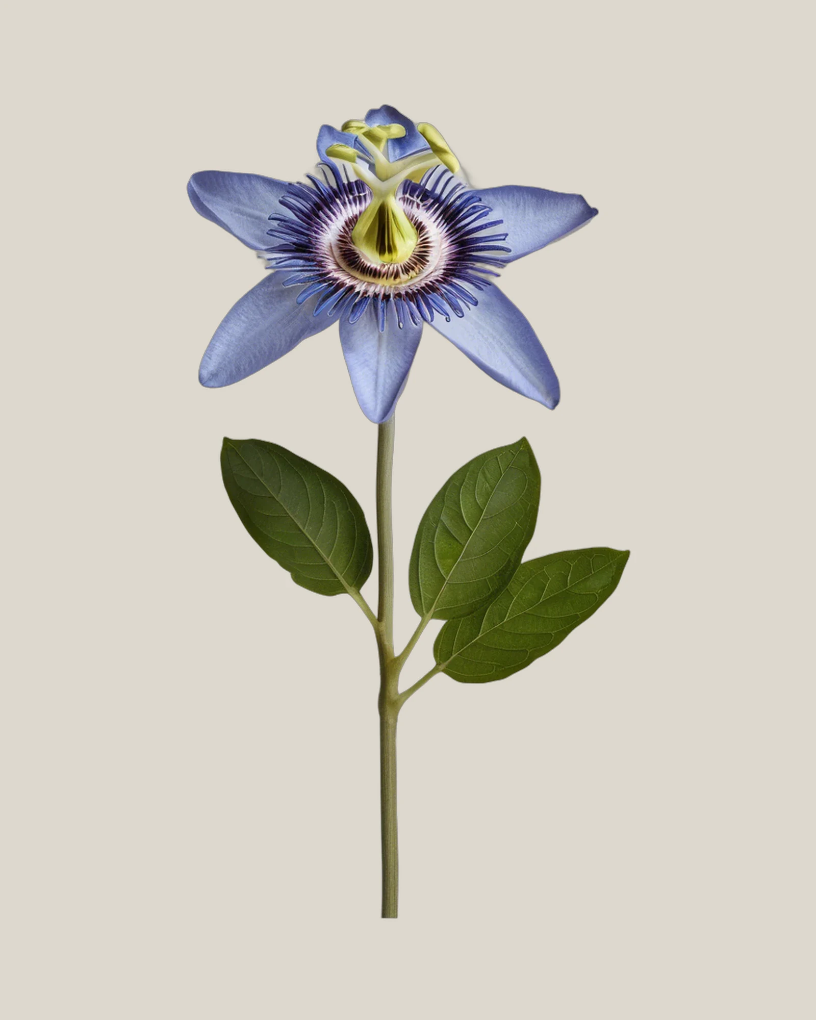 Passionsblume – Passiflora caerulea, freigestellte botanische Studioaufnahme