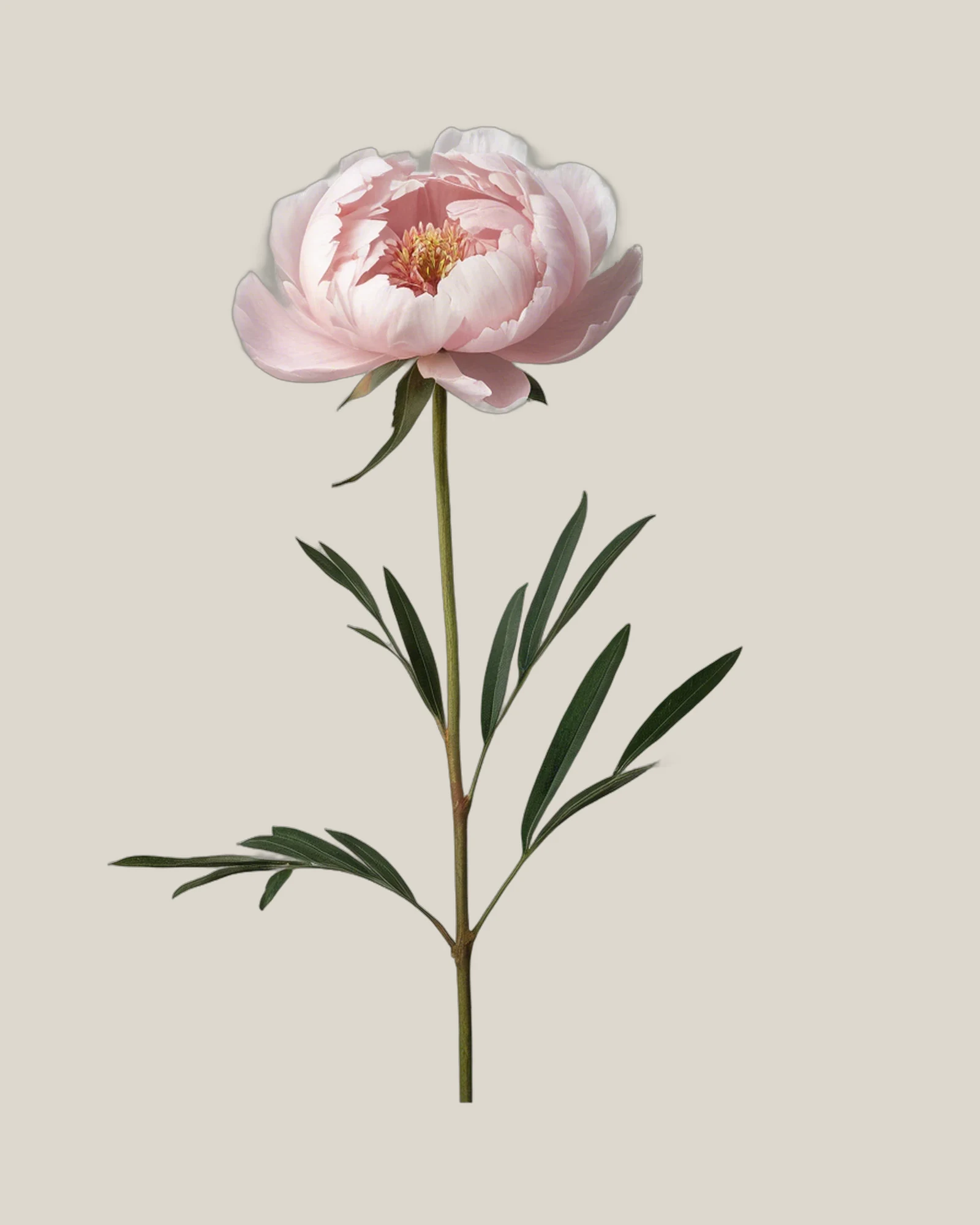 Pfingstrose Blush – Paeonia lactiflora, freigestellte botanische Studioaufnahme