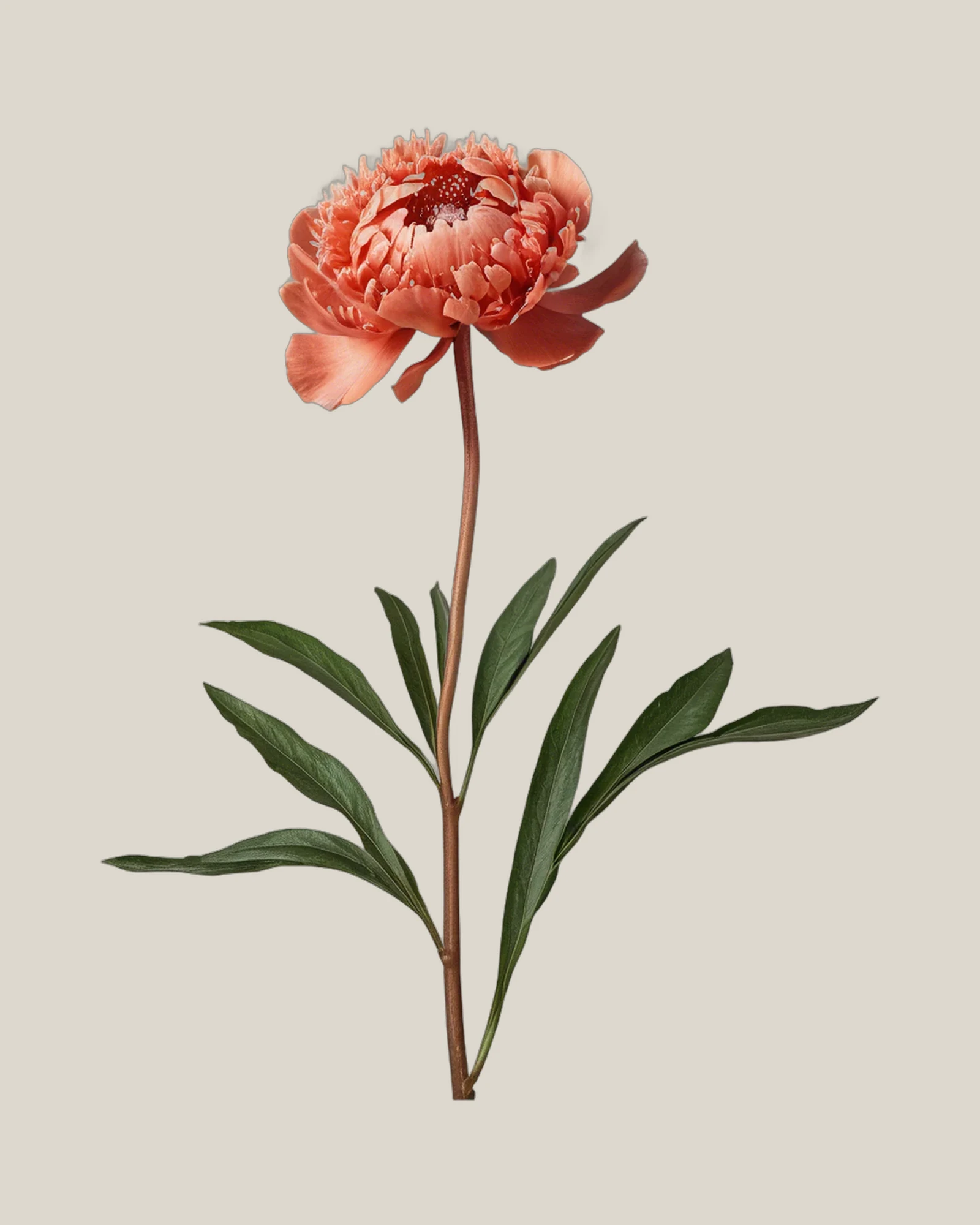 Pfingstrose Coral – Paeonia lactiflora, freigestellte botanische Studioaufnahme