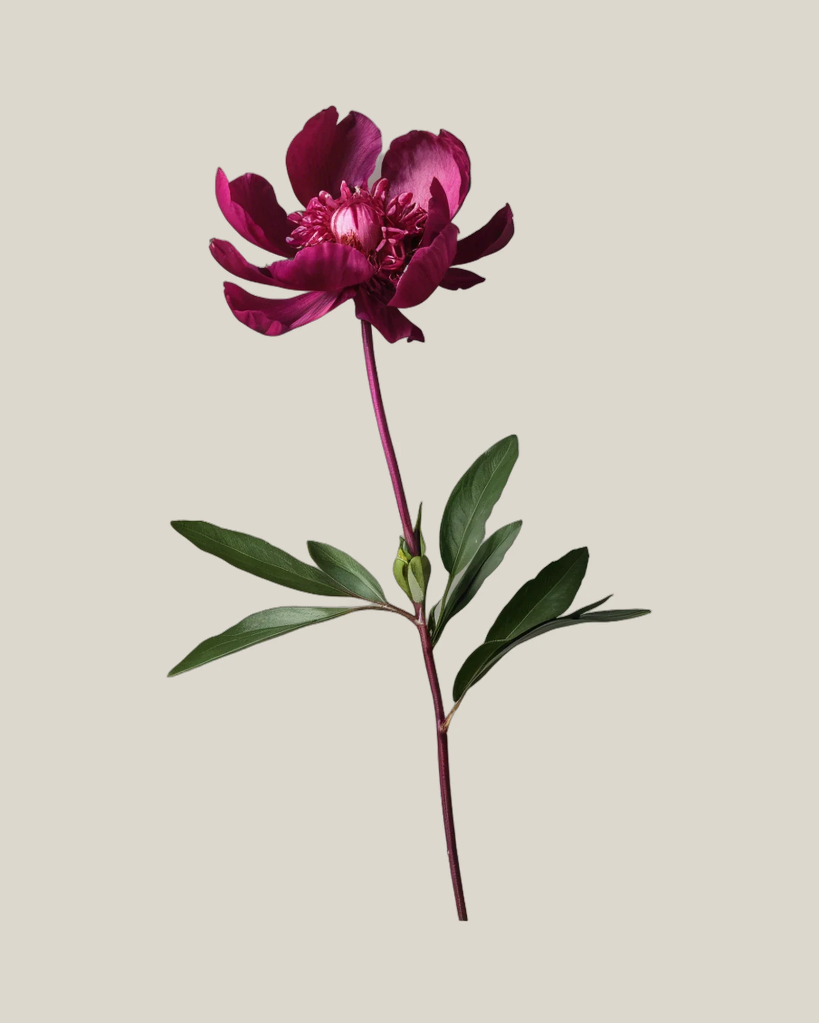 Pfingstrose Fuchsia – Paeonia lactiflora, freigestellte botanische Studioaufnahme