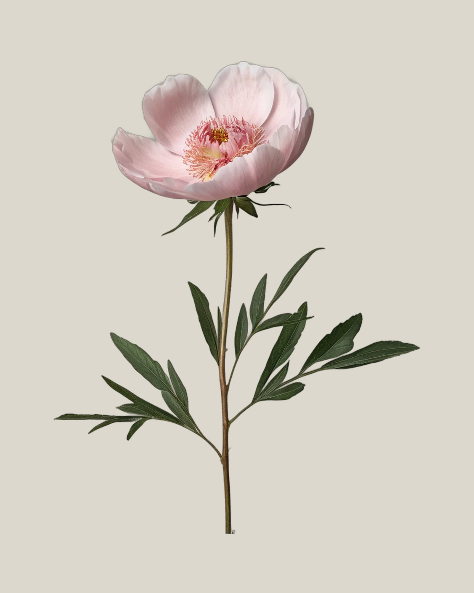 Pfingstrose Rosa – Paeonia lactiflora, freigestellte botanische Studioaufnahme