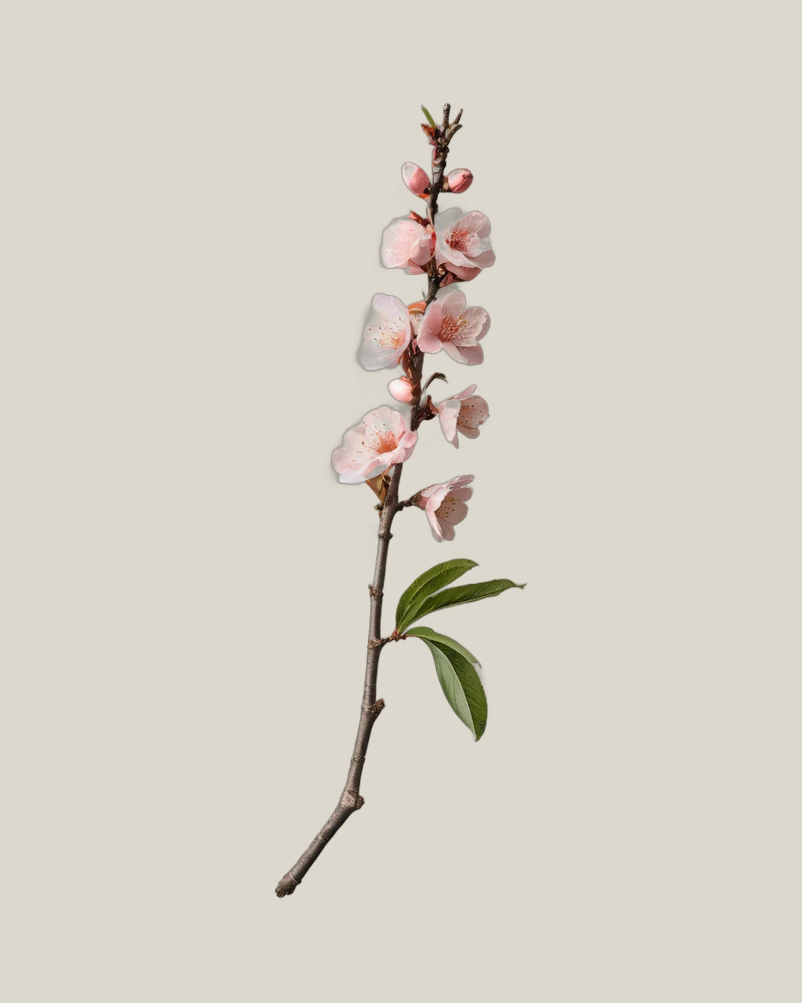 Pfirsichblütenzweig – Prunus persica, freigestellte botanische Studioaufnahme