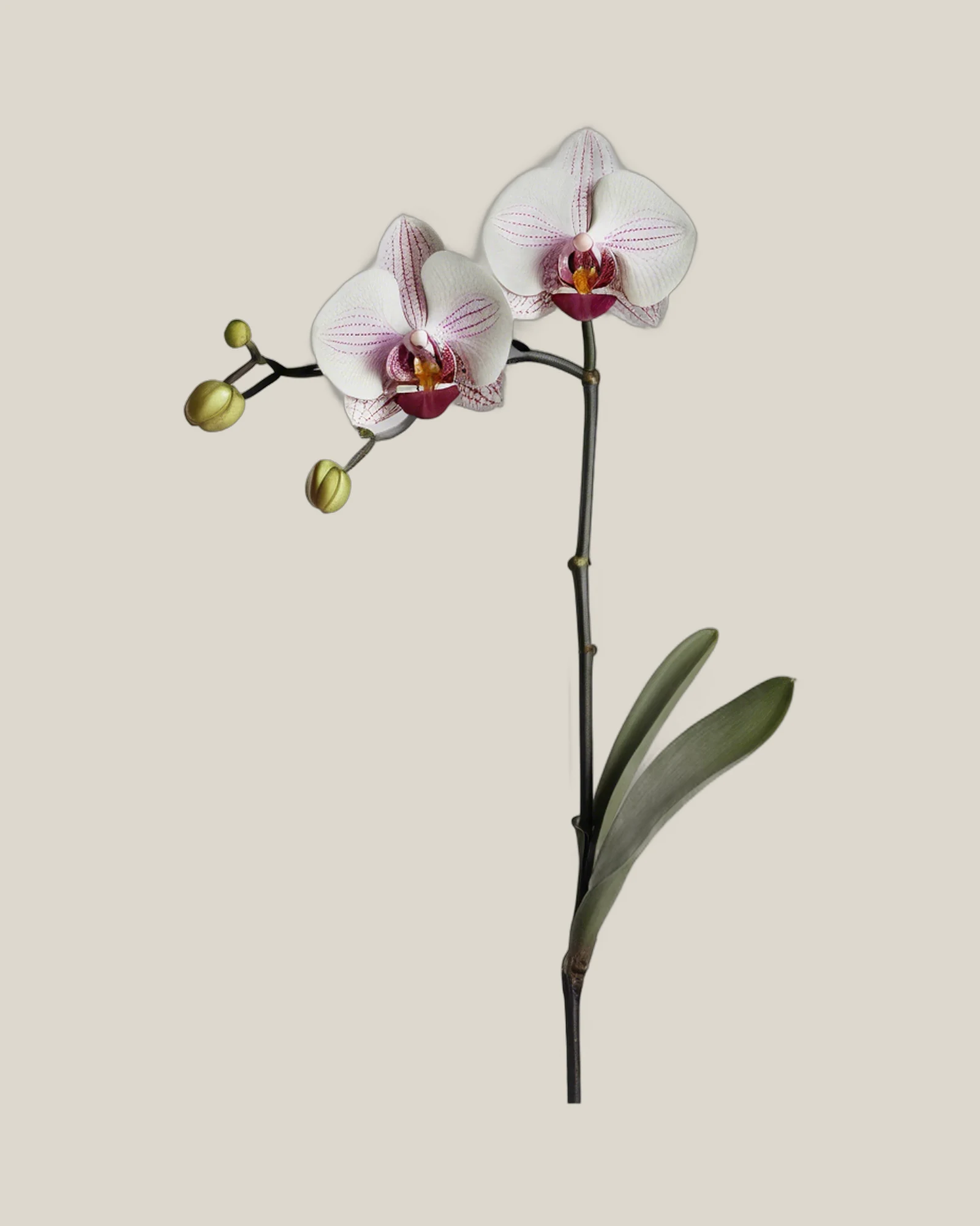 Phalaenopsis Gepunktet – Phalaenopsis, freigestellte botanische Studioaufnahme