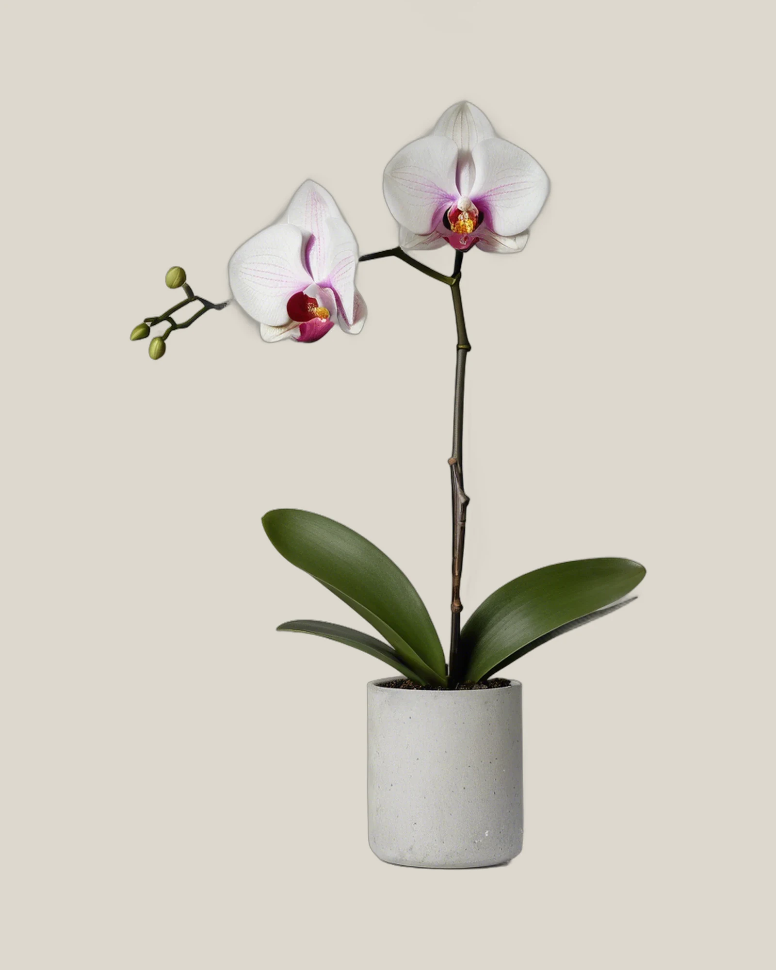 Phalaenopsis Orchidee – Phalaenopsis, freigestellte botanische Studioaufnahme