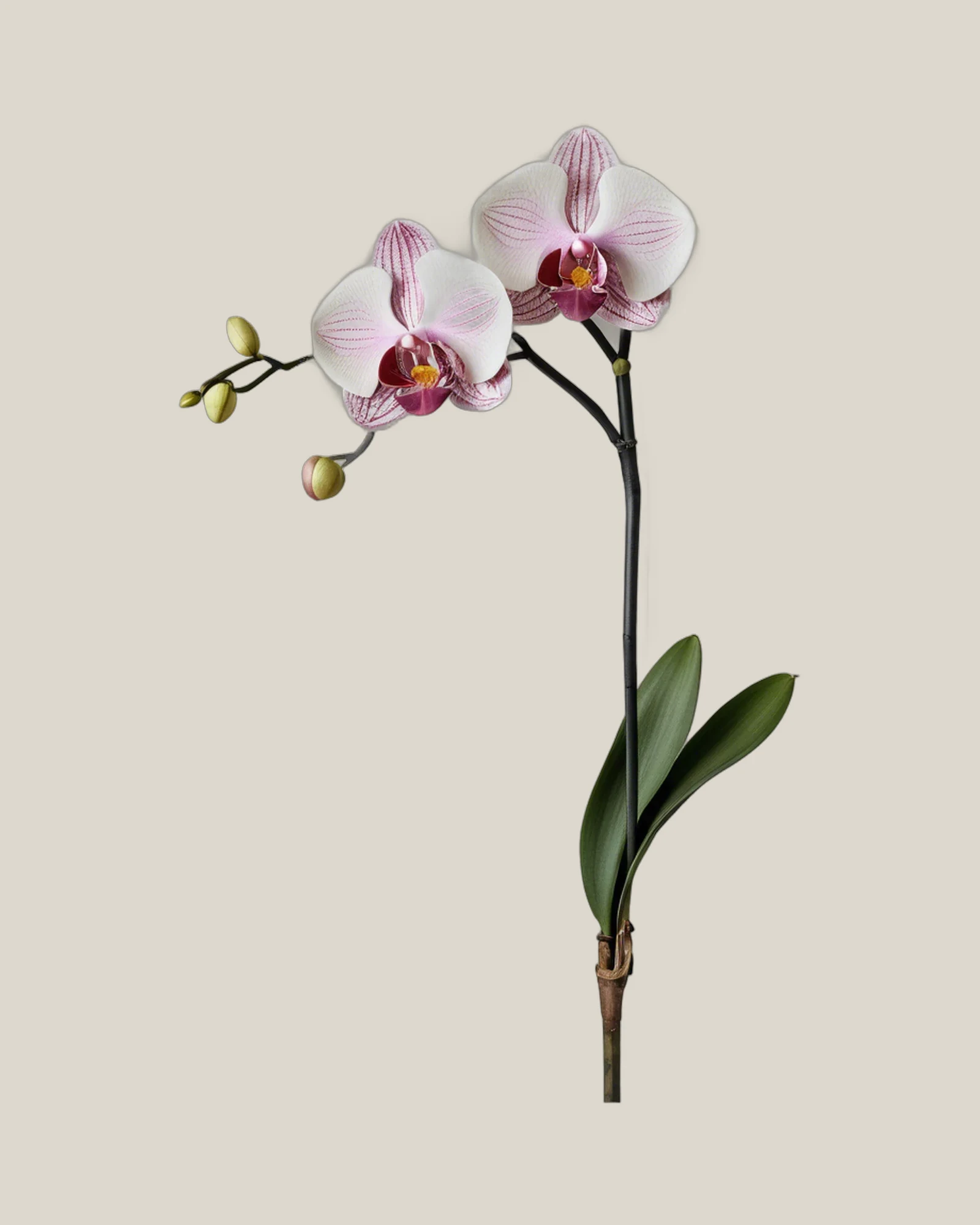 Phalaenopsis Rosa – Phalaenopsis, freigestellte botanische Studioaufnahme