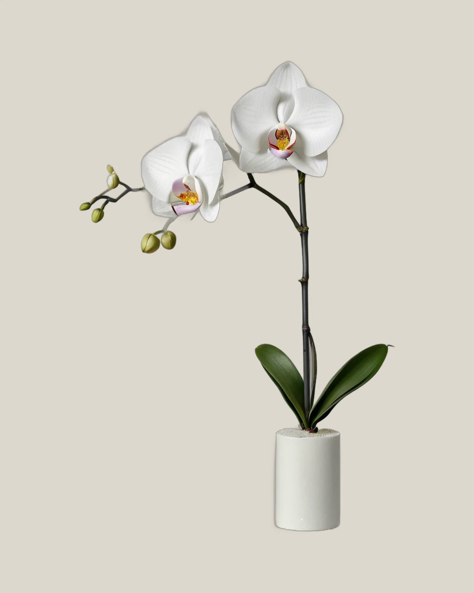Phalaenopsis Weiß – Phalaenopsis, freigestellte botanische Studioaufnahme