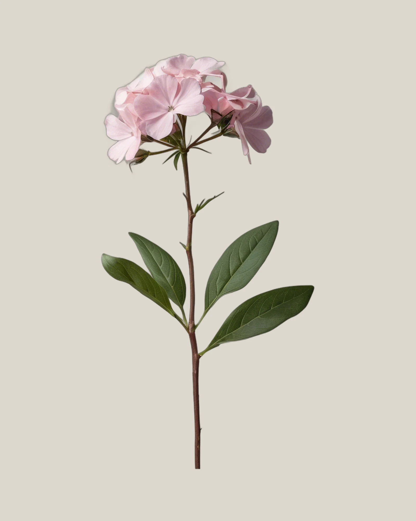 Phlox Rosa – , freigestellte botanische Studioaufnahme