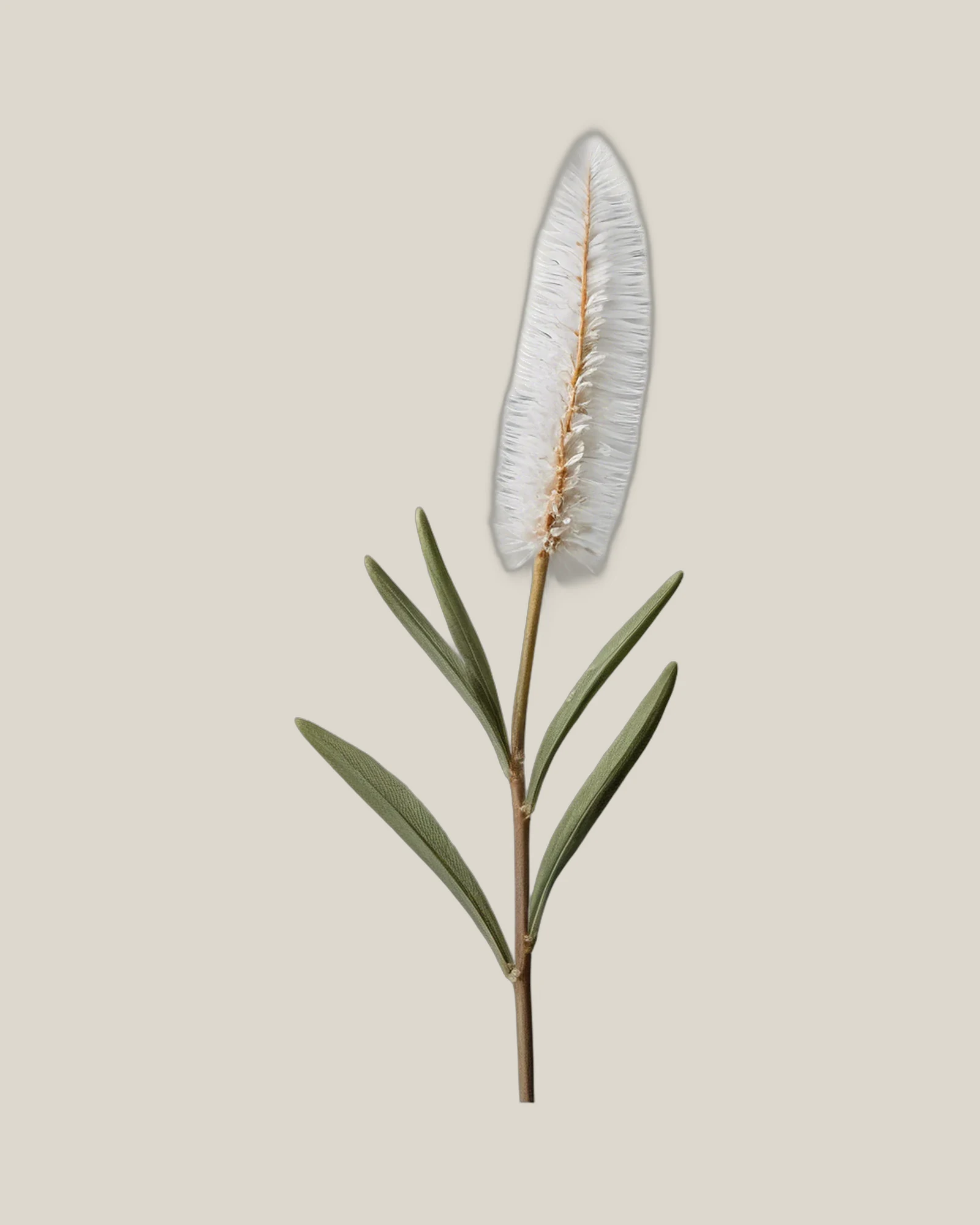 Federkopf – Phylica pubescens, freigestellte botanische Studioaufnahme