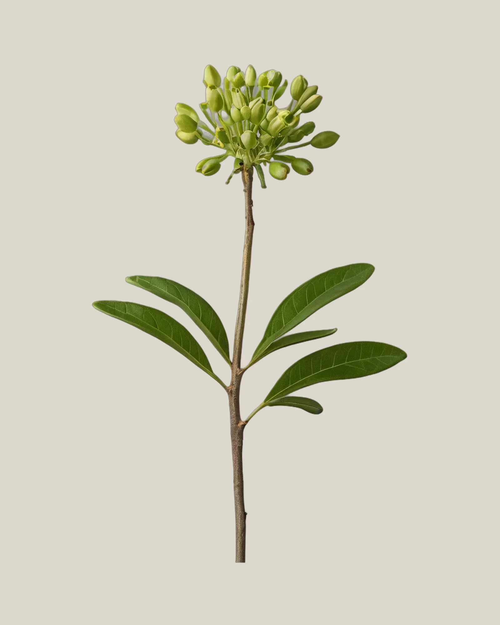 Pistazie – Pistacia lentiscus, freigestellte botanische Studioaufnahme