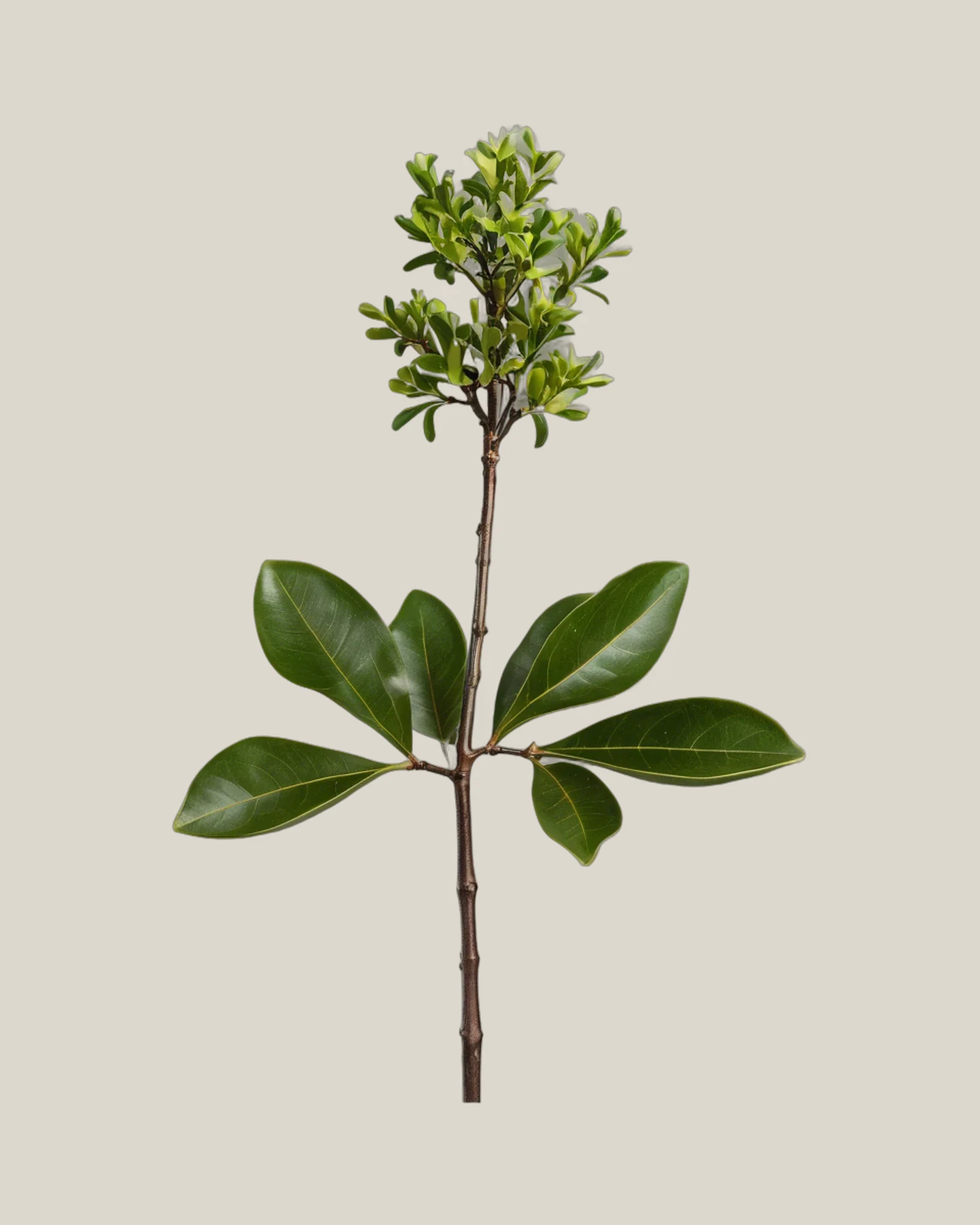 Pittosporum – Pittosporum tobira, freigestellte botanische Studioaufnahme