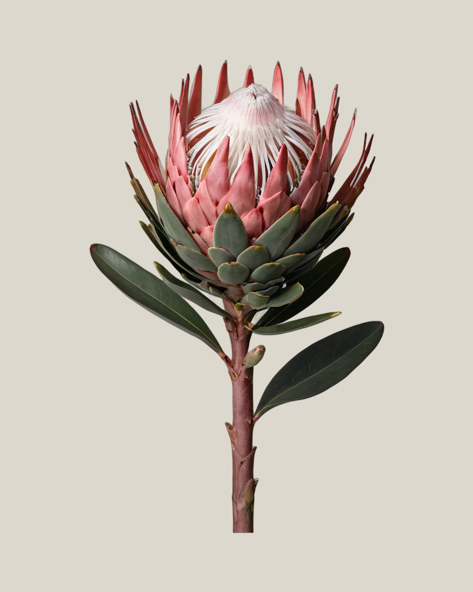 Bot River Protea – Protea compacta, freigestellte botanische Studioaufnahme