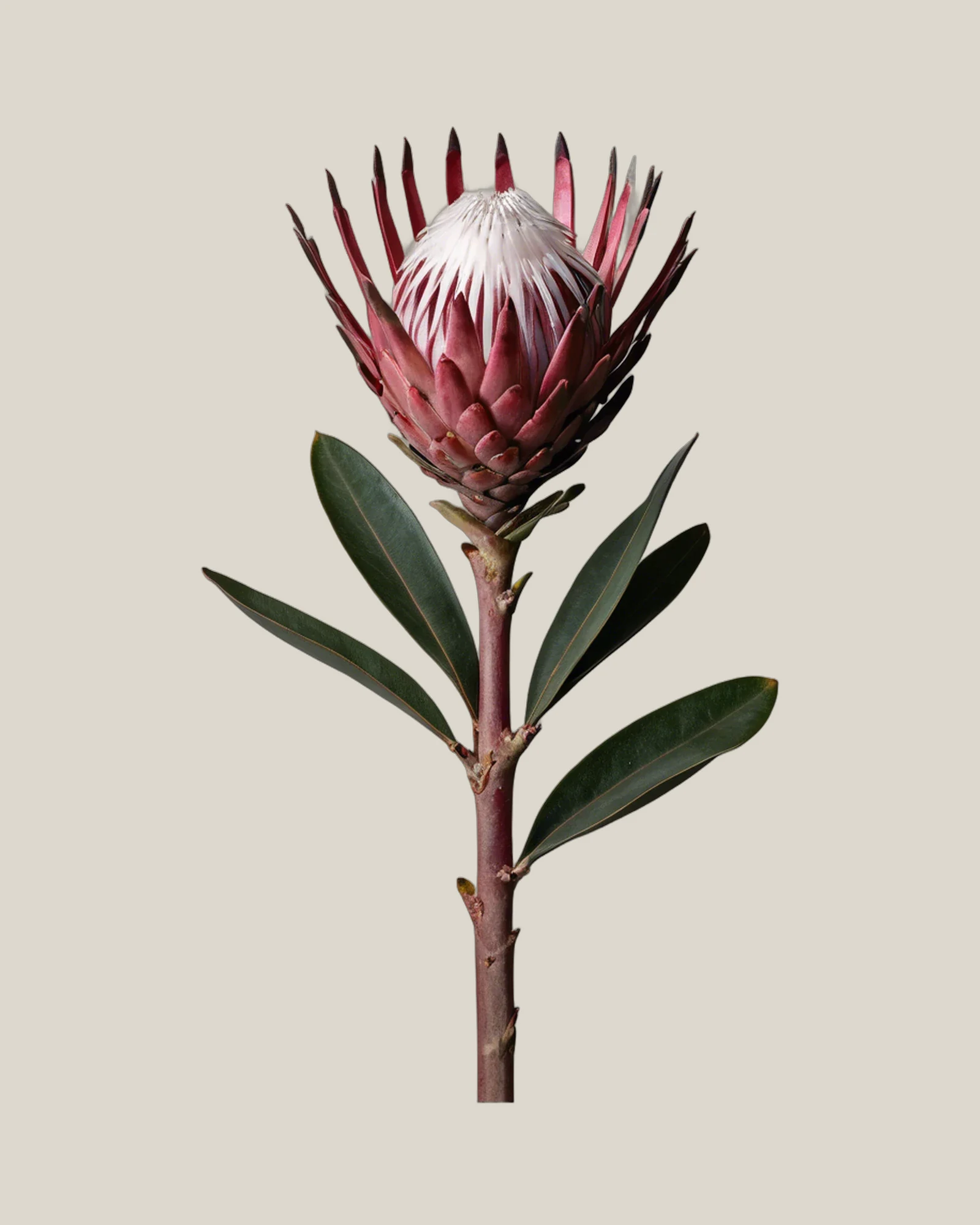 Protea Niobe – Protea cynaroides, freigestellte botanische Studioaufnahme