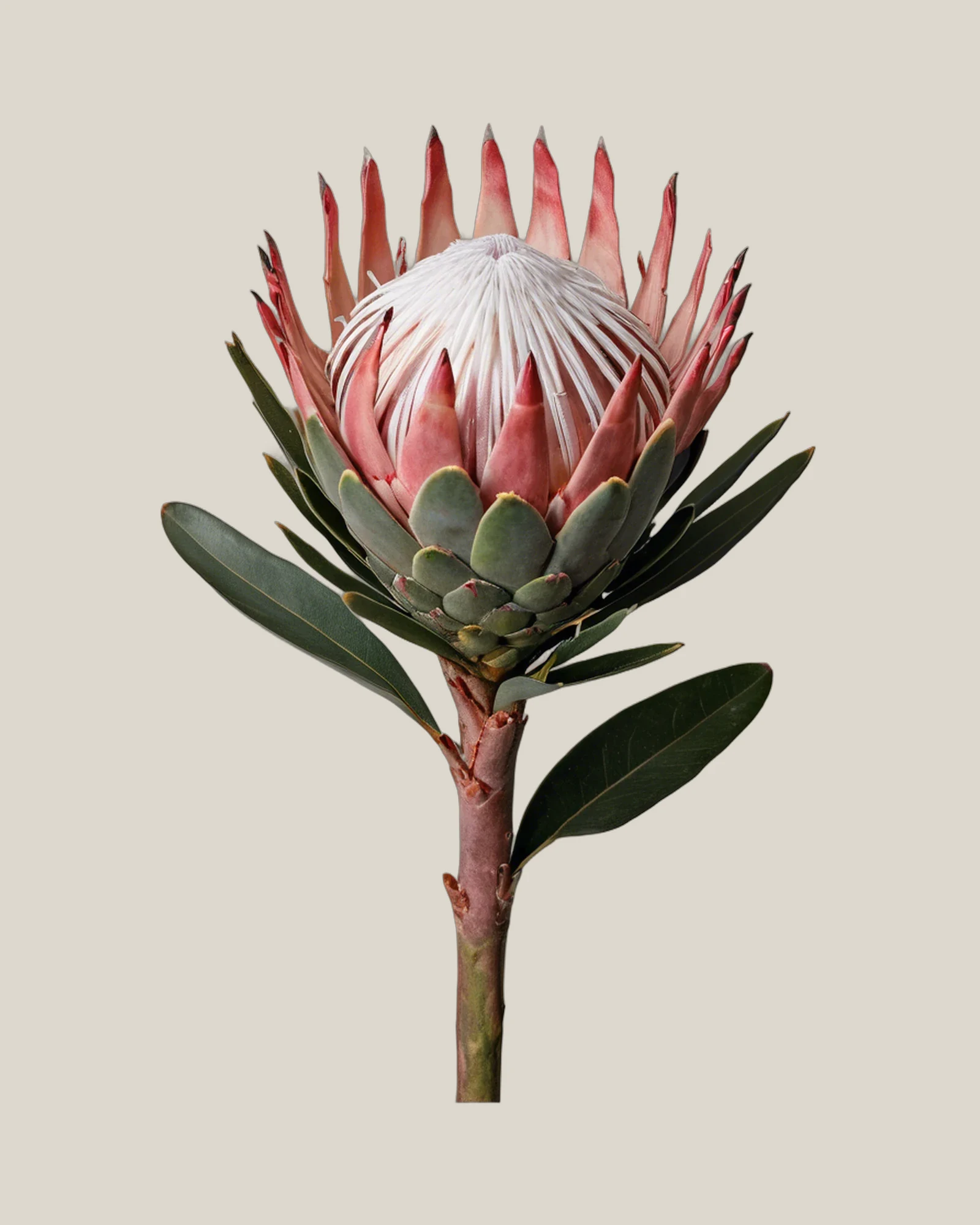 Protea Pink Mink – Protea cynaroides, freigestellte botanische Studioaufnahme