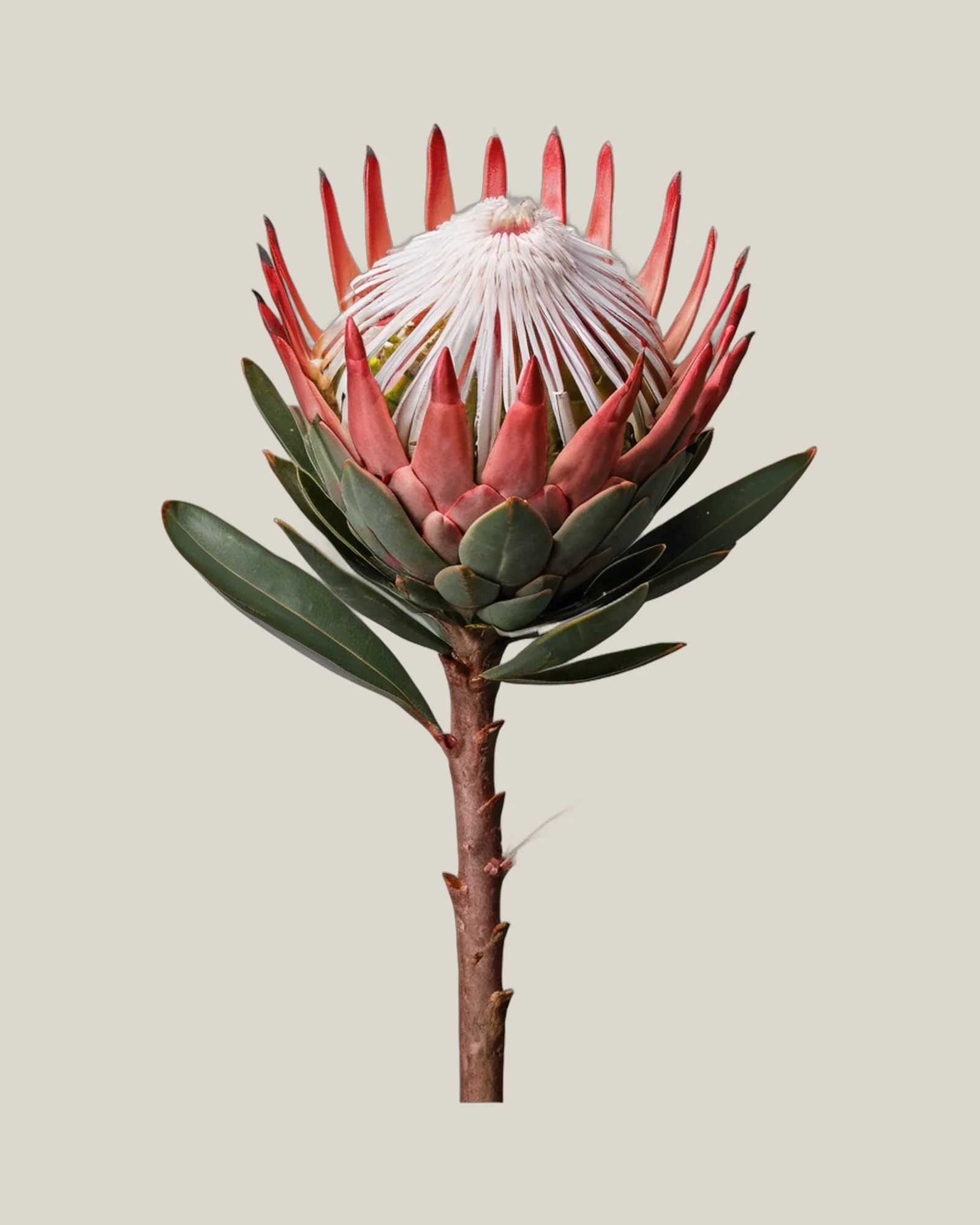 Honig-Protea Coral – Protea repens, freigestellte botanische Studioaufnahme