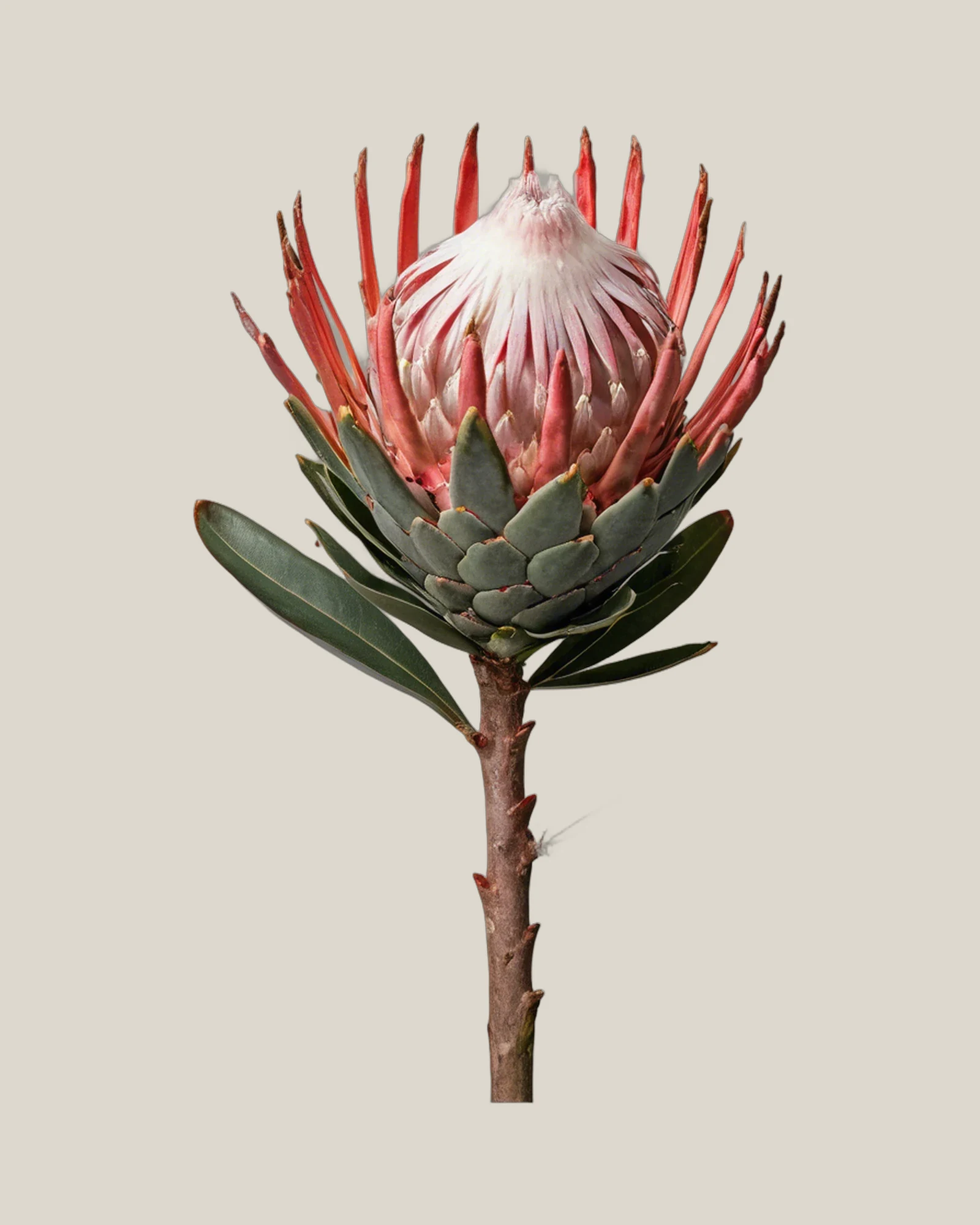 Protea Susara – Protea cynaroides, freigestellte botanische Studioaufnahme