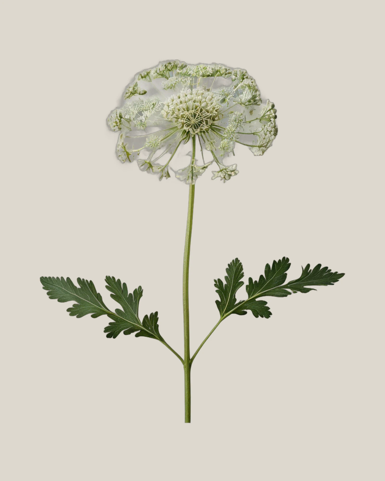 Queen Anne’s Lace – , freigestellte botanische Studioaufnahme