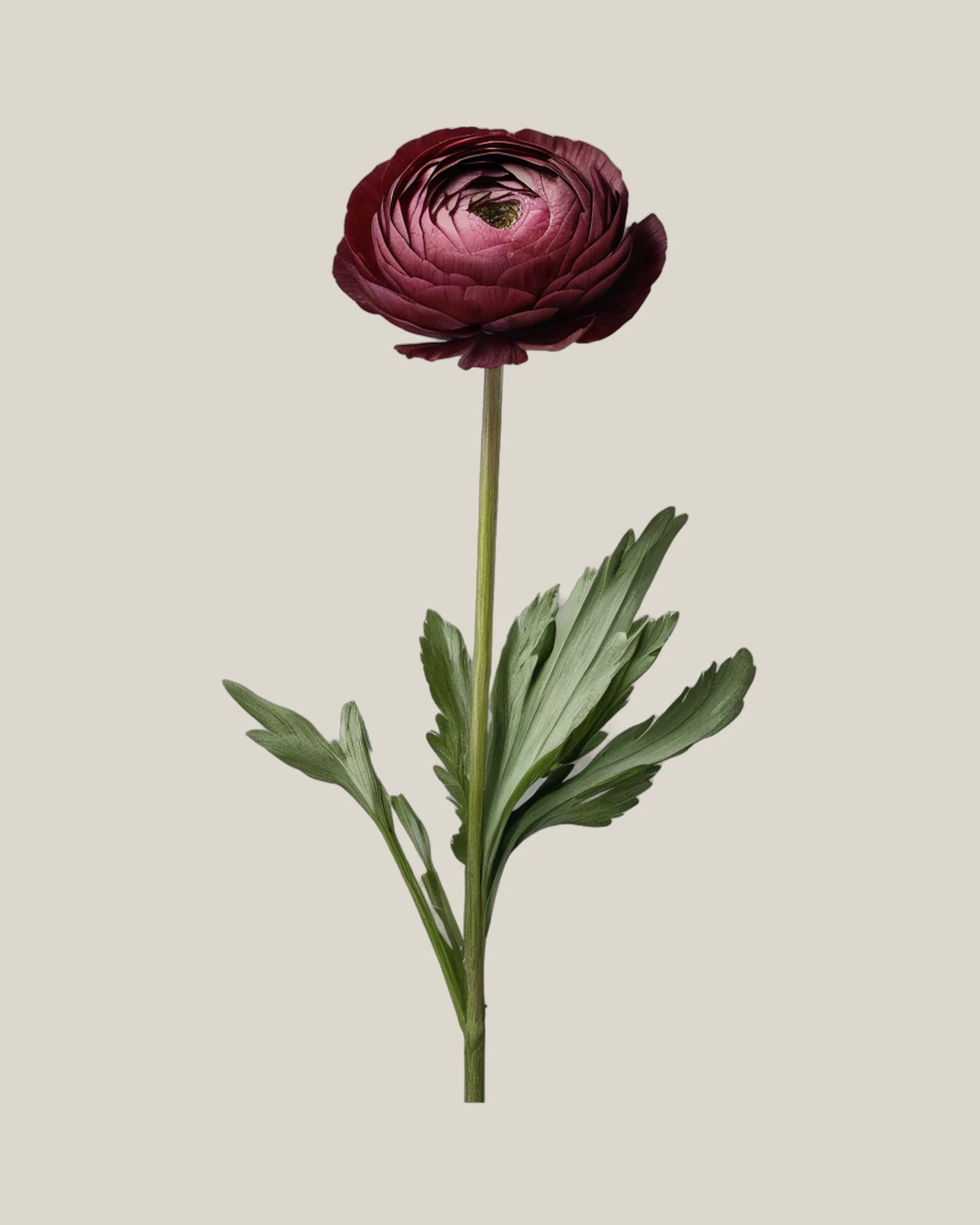 Ranunkel Bordeaux – Ranunculus asiaticus, freigestellte botanische Studioaufnahme
