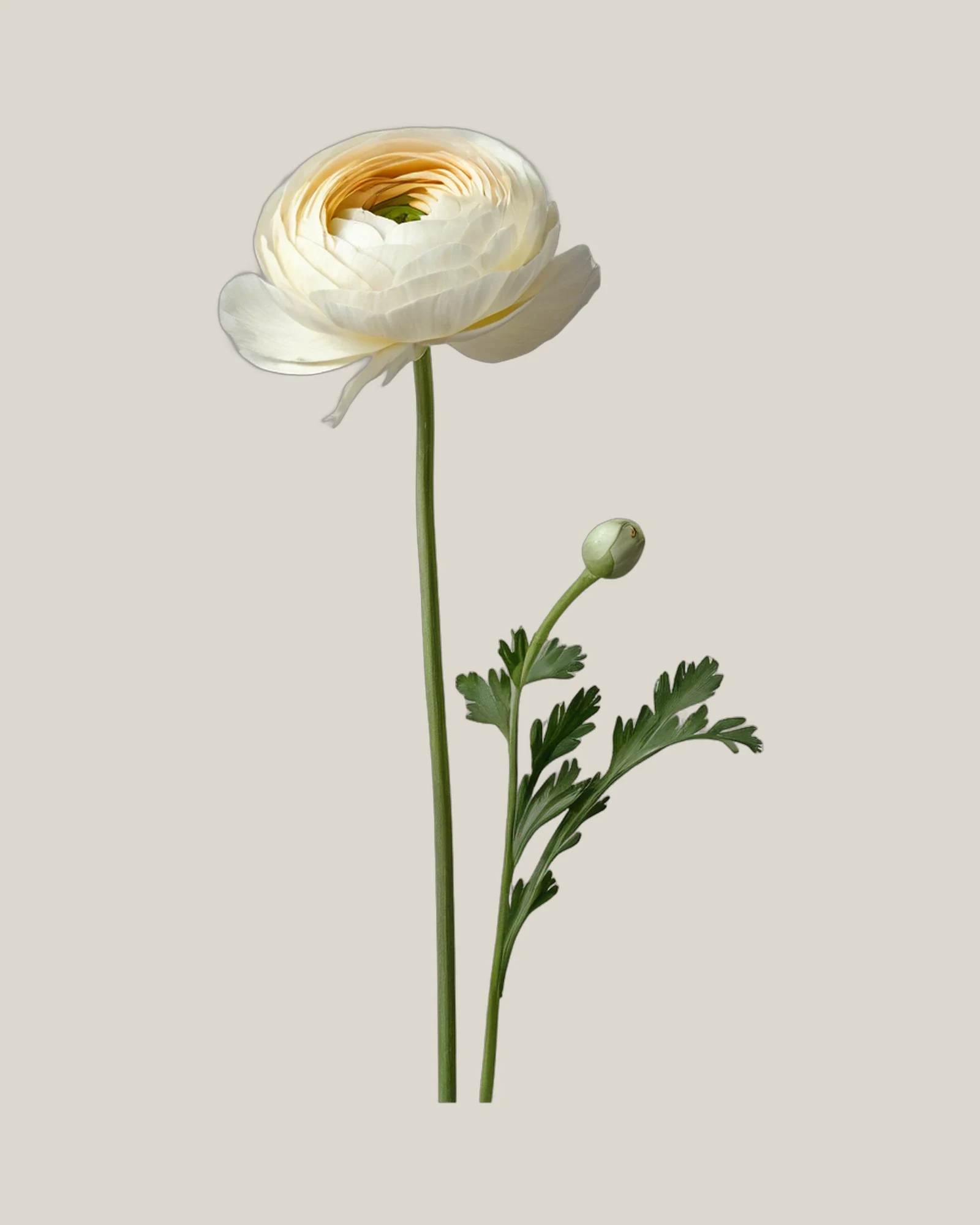 Ranunkel Creme – Ranunculus asiaticus, freigestellte botanische Studioaufnahme