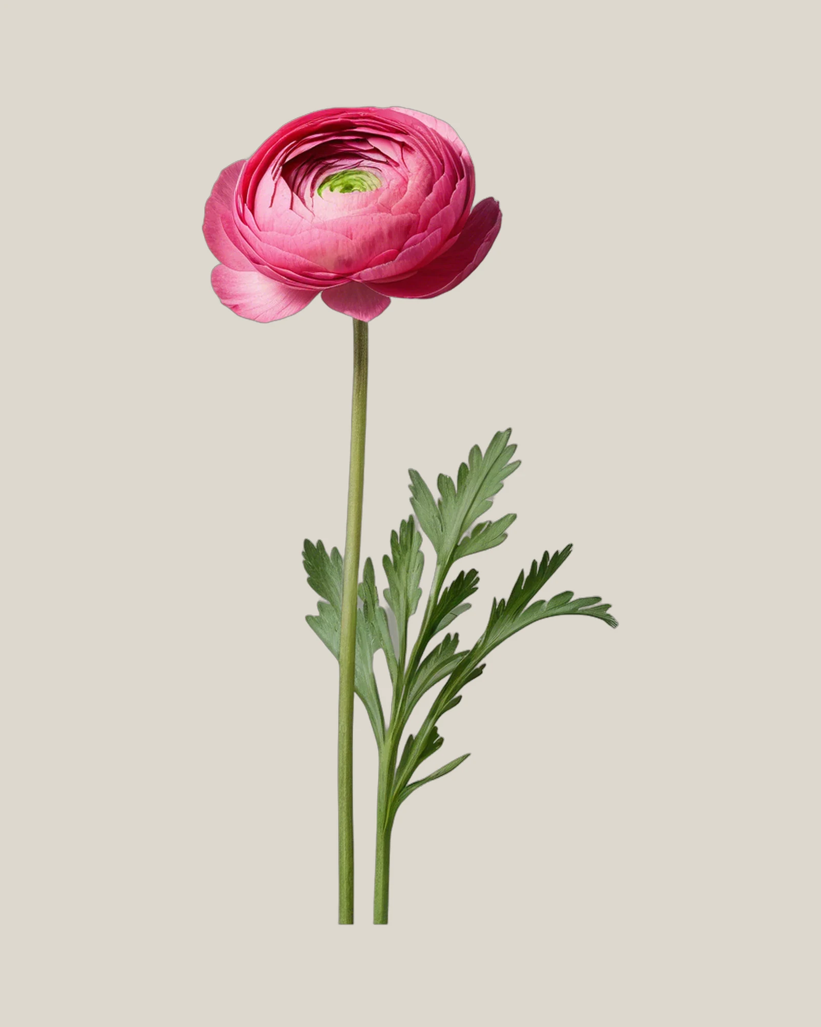 Ranunkel Hot Pink – Ranunculus asiaticus, freigestellte botanische Studioaufnahme
