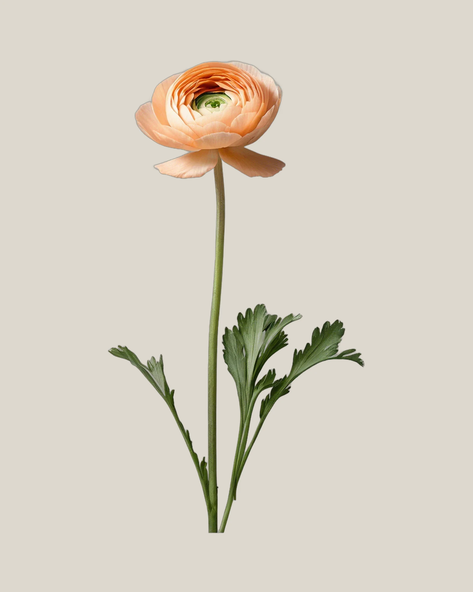 Ranunkel Peach – Ranunculus asiaticus, freigestellte botanische Studioaufnahme