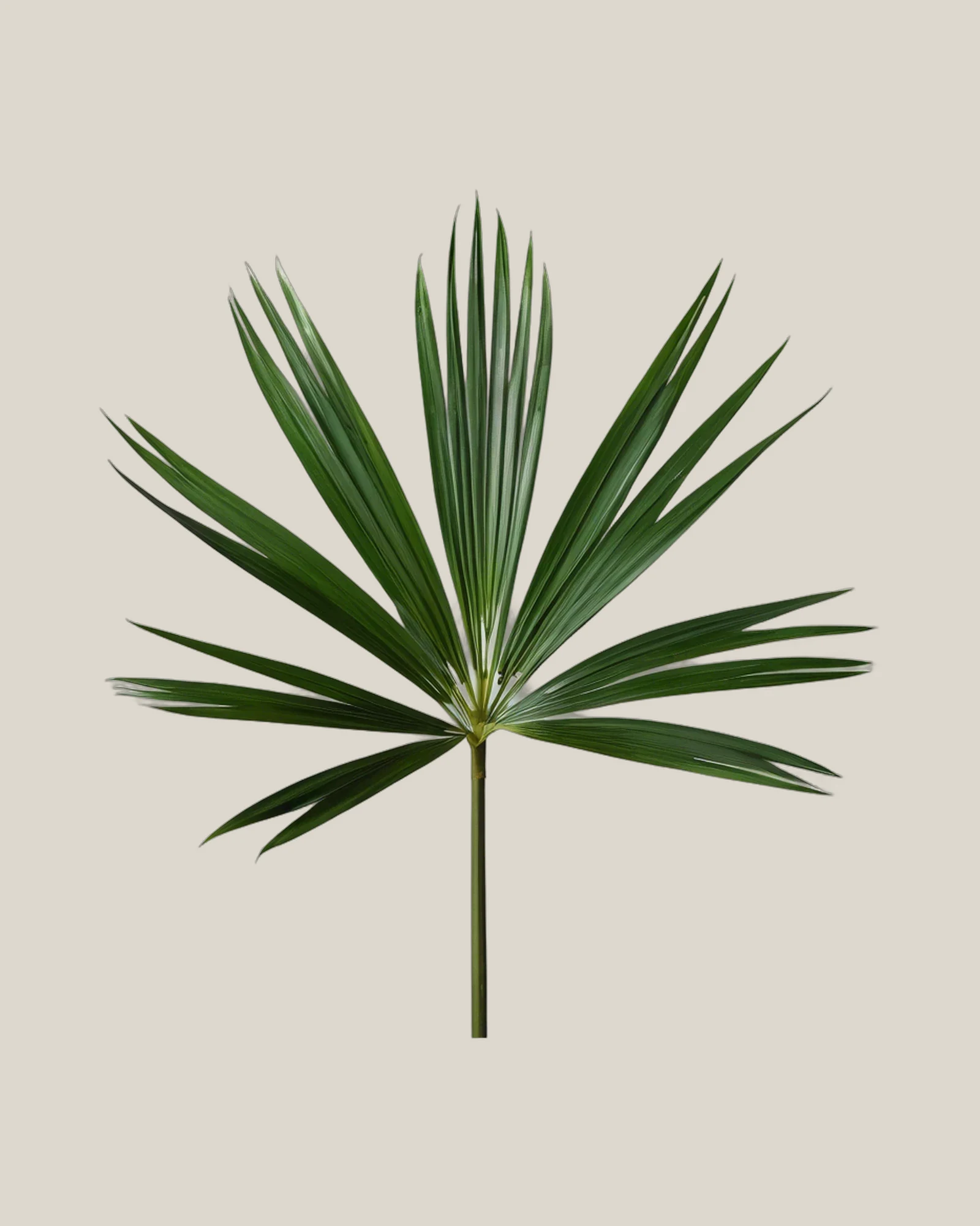 Raphis-Palme – Rhapis excelsa, freigestellte botanische Studioaufnahme