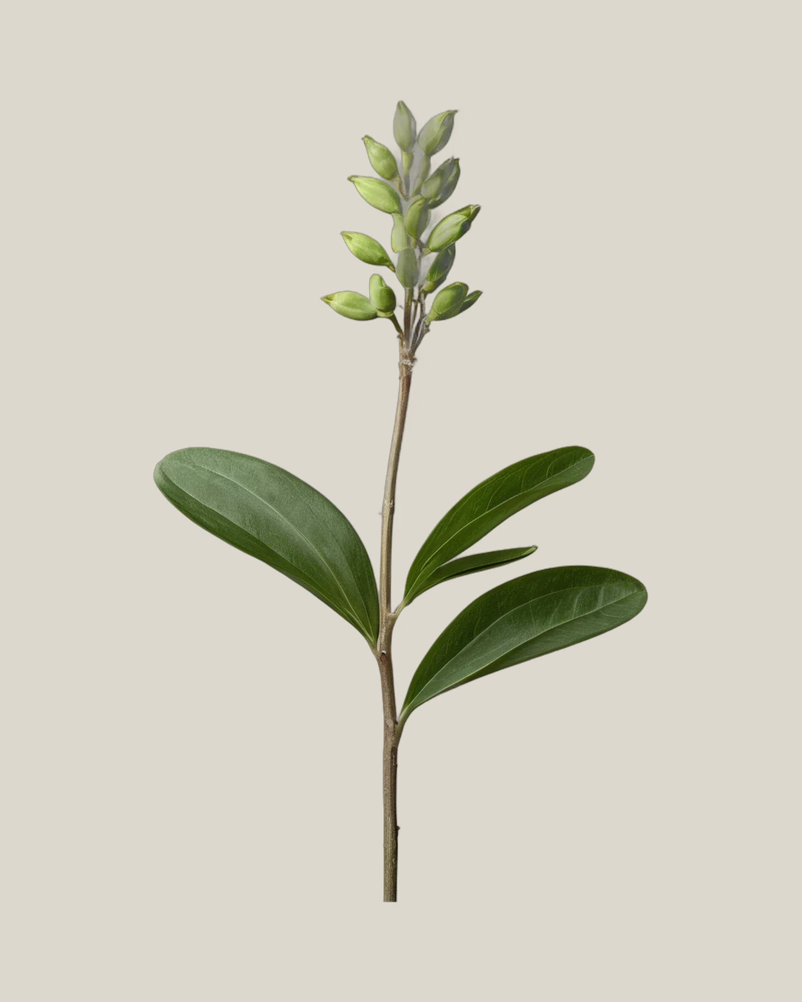 Ruscus – Ruscus aculeatus, freigestellte botanische Studioaufnahme