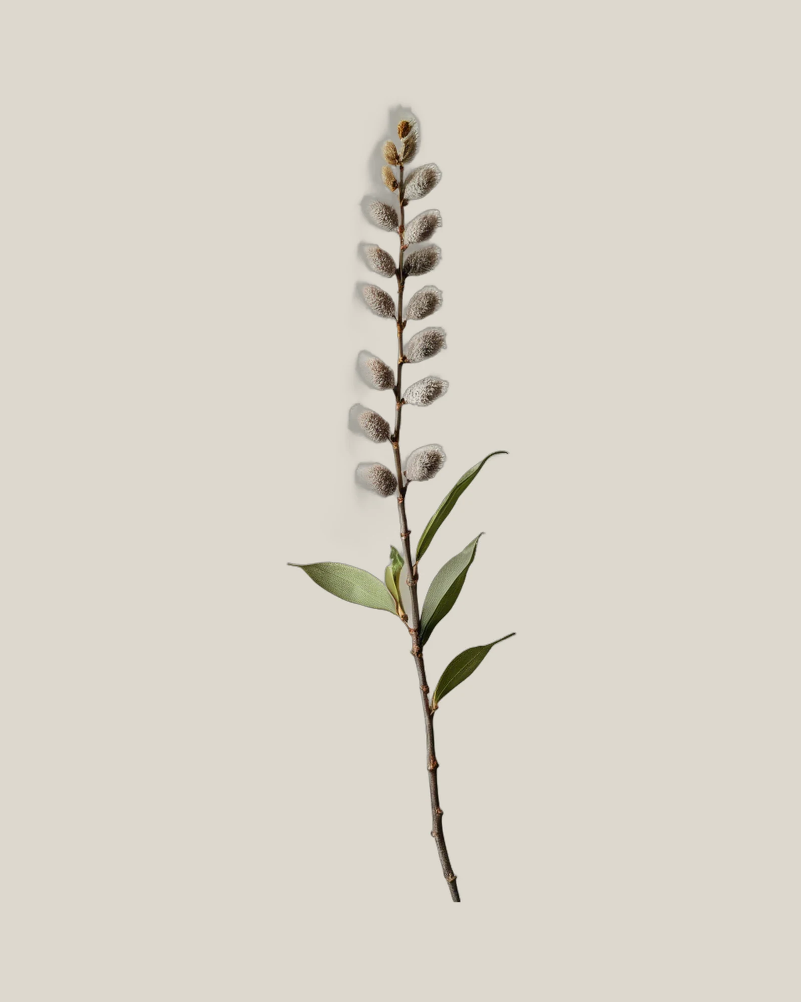 Kätzchenweide – Salix caprea, freigestellte botanische Studioaufnahme