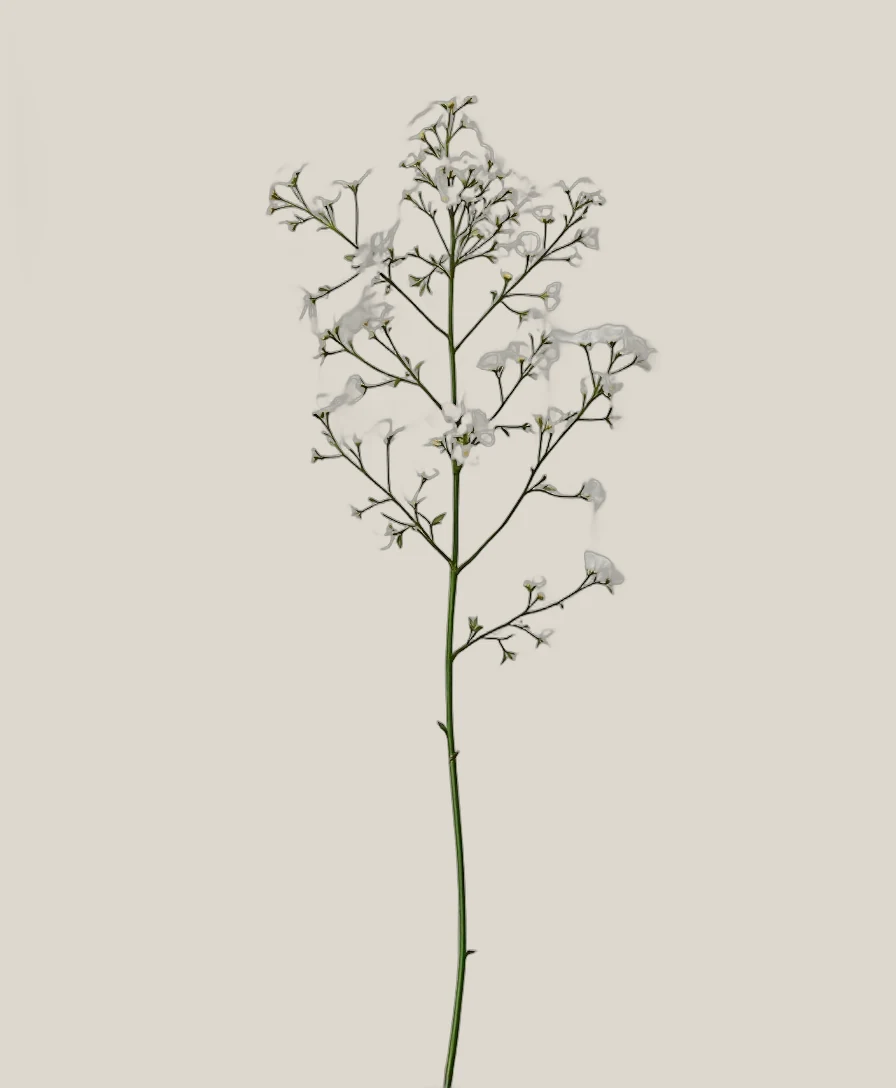 Schleierkraut Weiß – , freigestellte botanische Studioaufnahme
