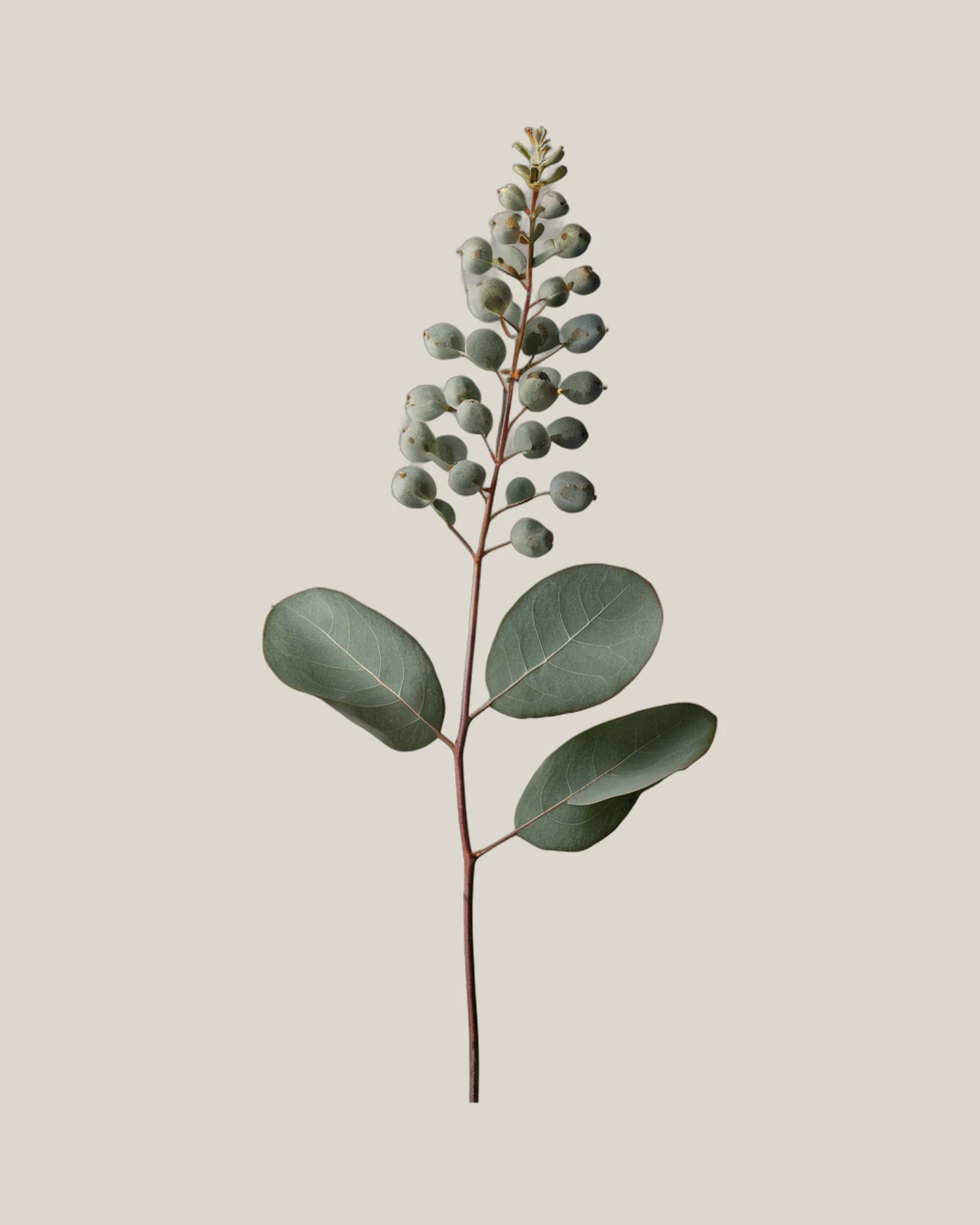 Seeded Eucalyptus – , freigestellte botanische Studioaufnahme