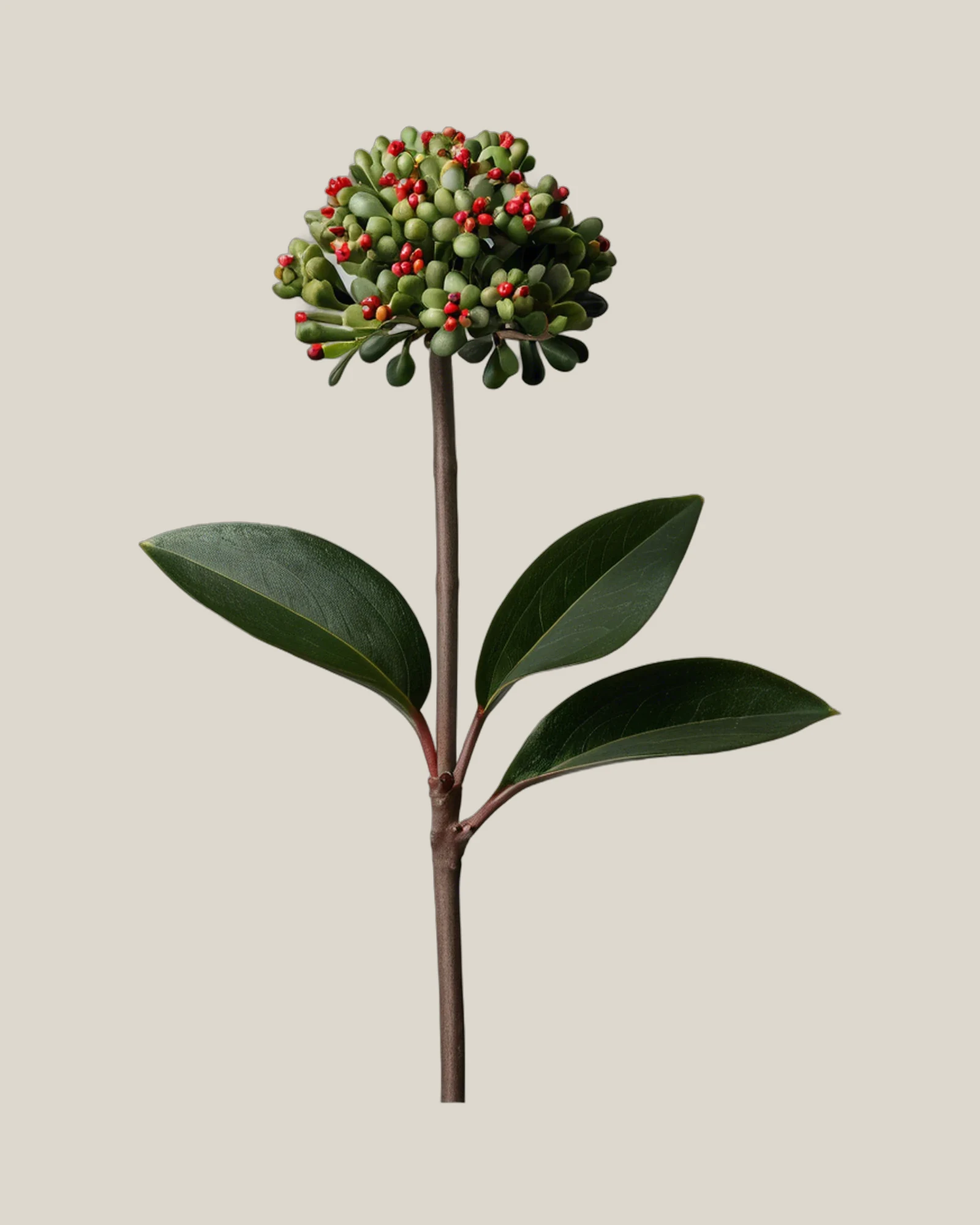 Skimmie Grün – Skimmia japonica, freigestellte botanische Studioaufnahme