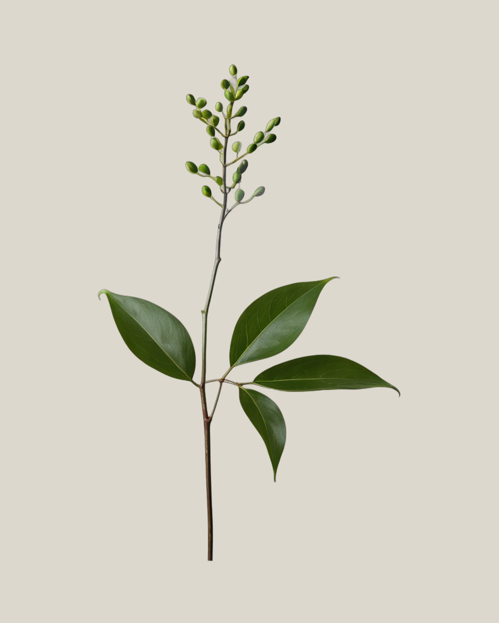 Smilax – , freigestellte botanische Studioaufnahme