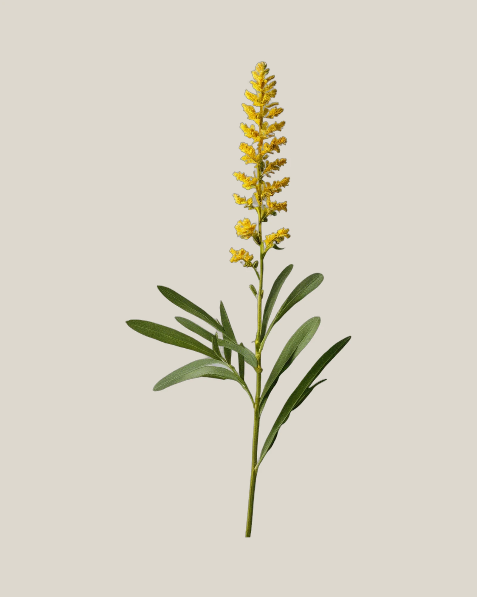Goldrute – Solidago, freigestellte botanische Studioaufnahme