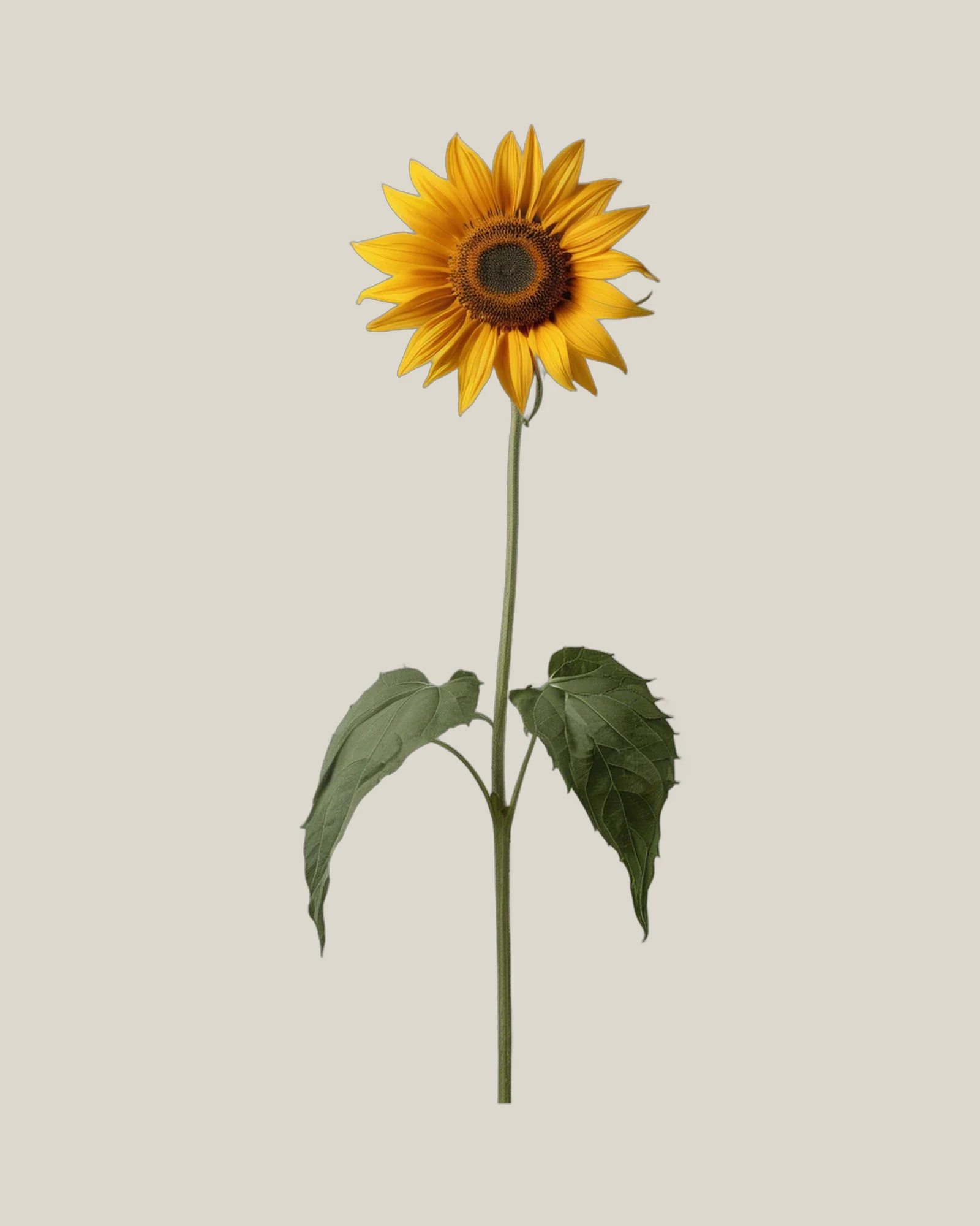 Sonnenblume – Helianthus annuus, freigestellte botanische Studioaufnahme
