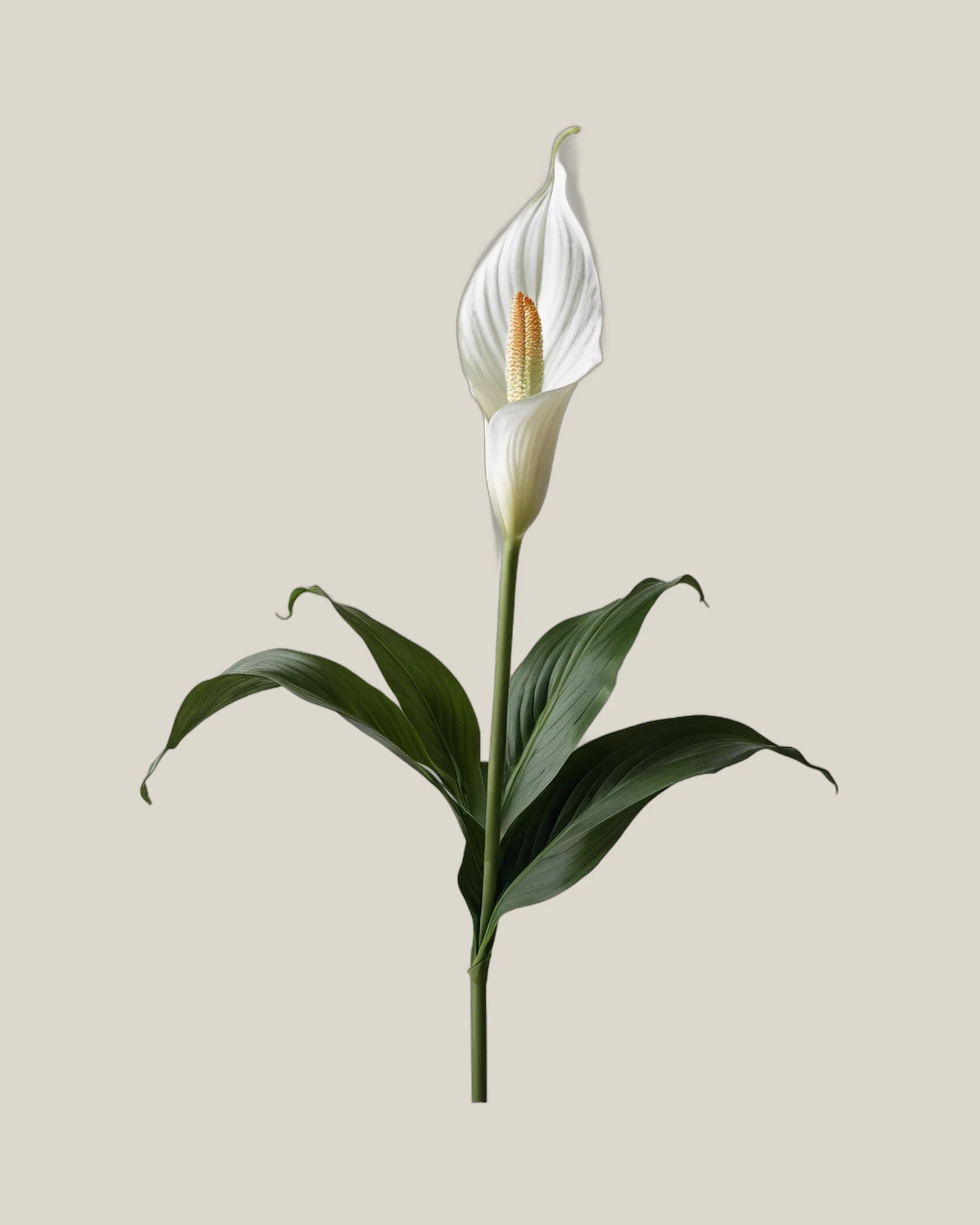 Einblatt – Spathiphyllum, freigestellte botanische Studioaufnahme