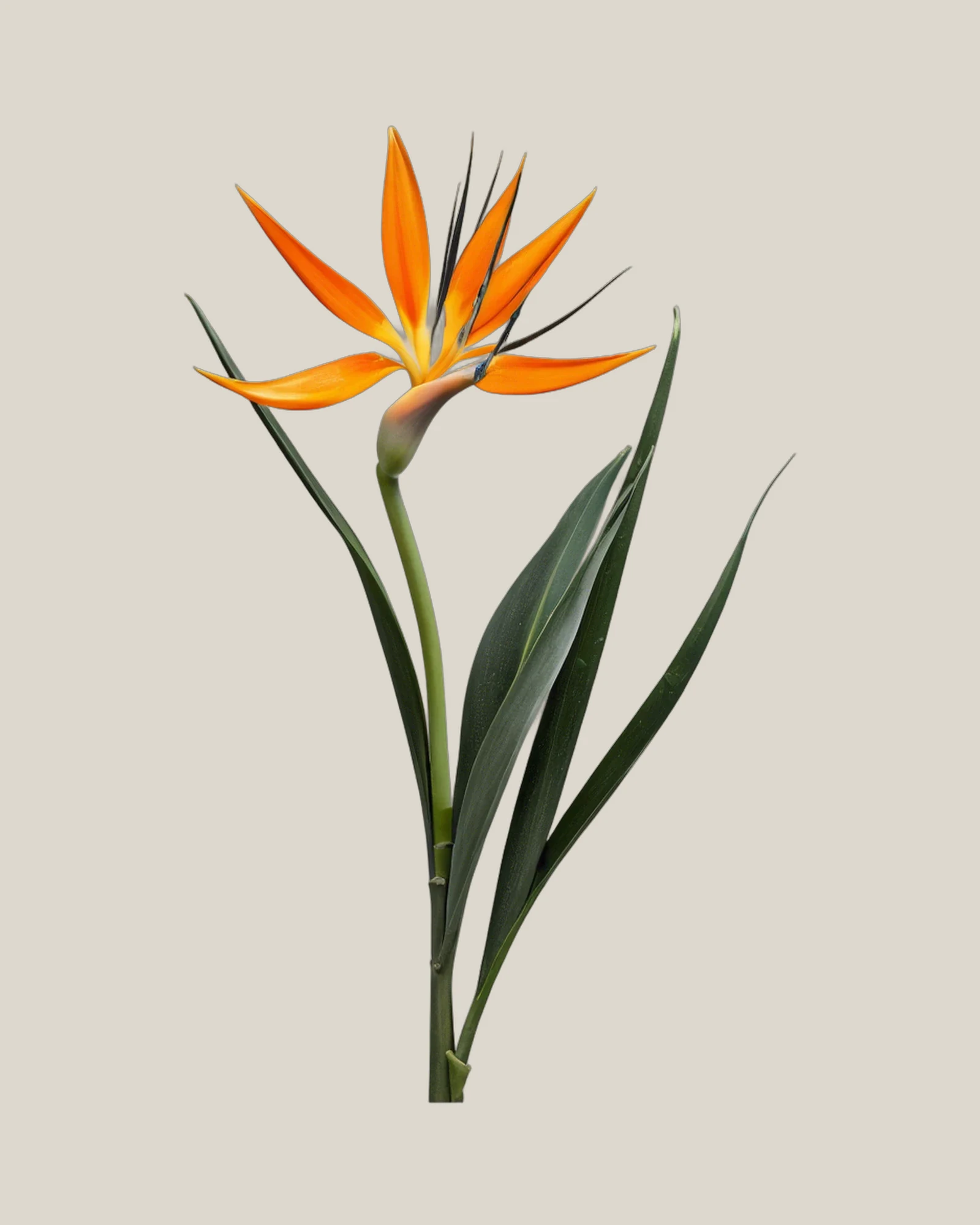 Strelitzie – Strelitzia reginae, freigestellte botanische Studioaufnahme
