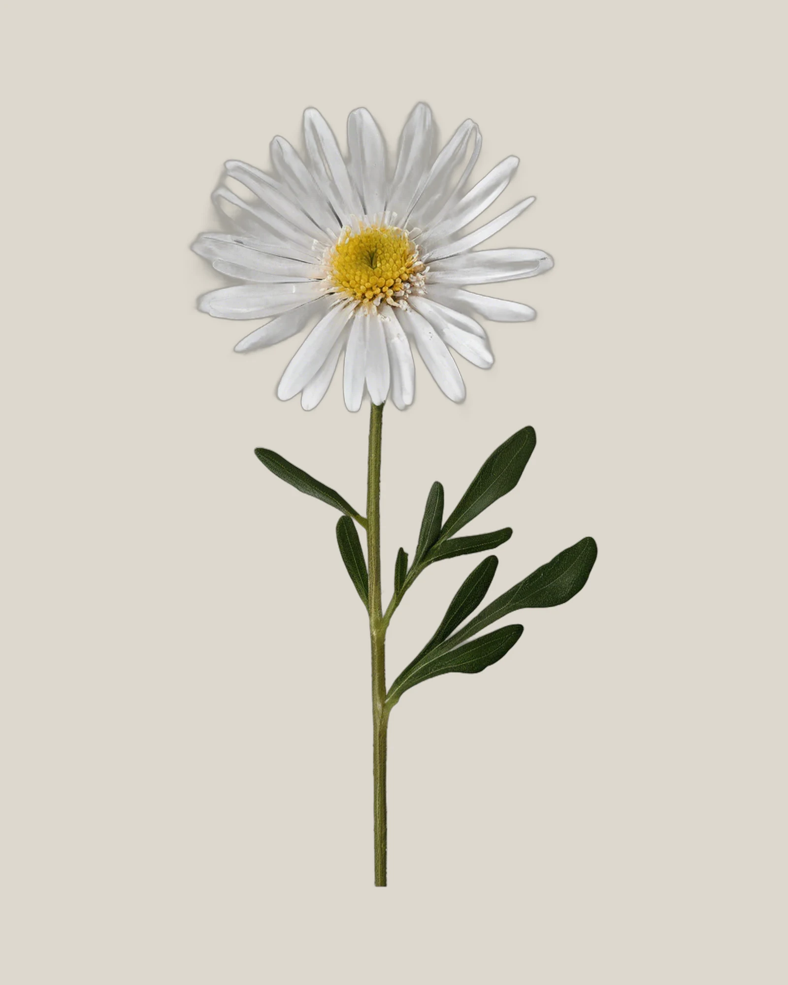 Herbstaster Weiß – Symphyotrichum, freigestellte botanische Studioaufnahme
