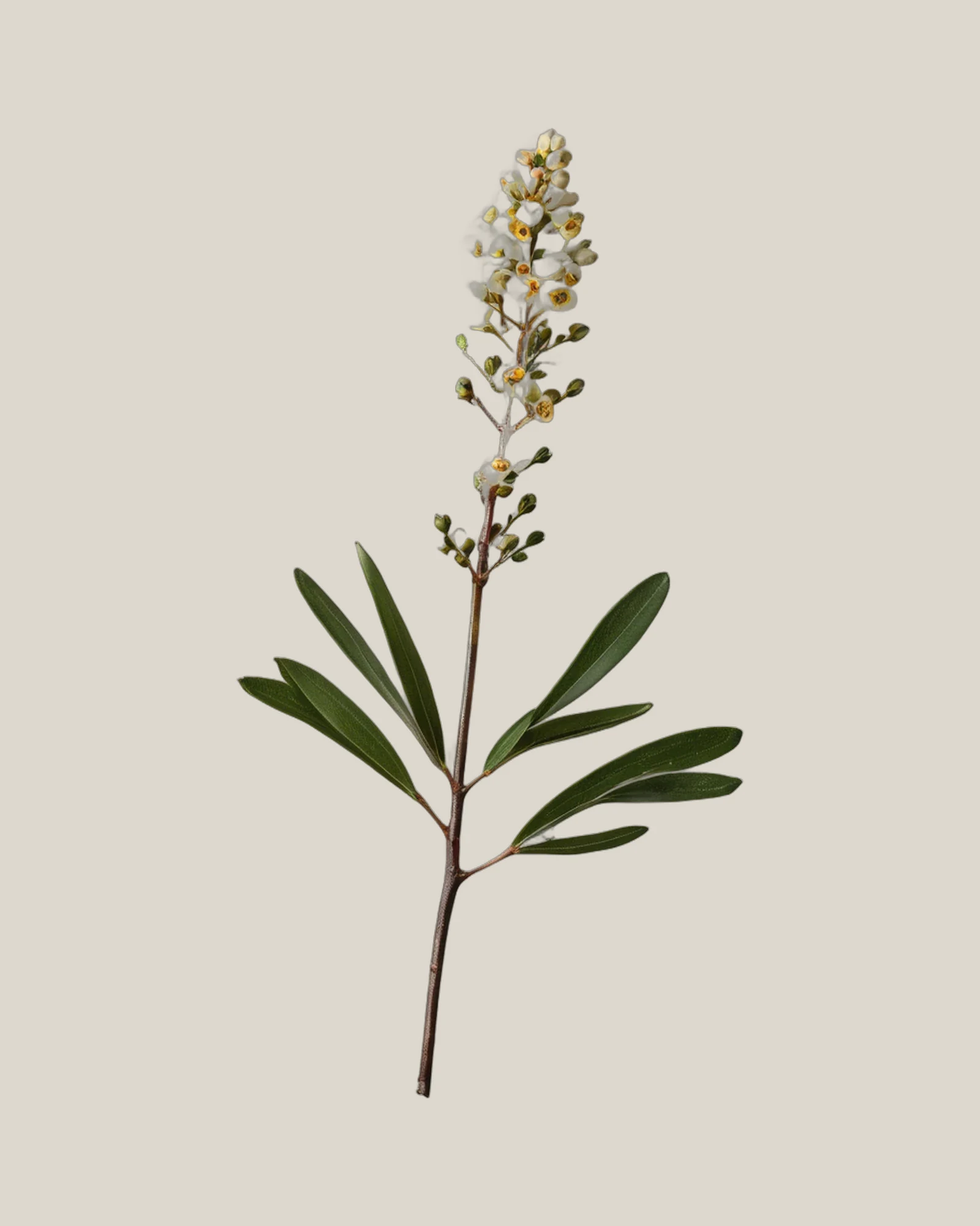 Wachsflower – Thryptomene, freigestellte botanische Studioaufnahme