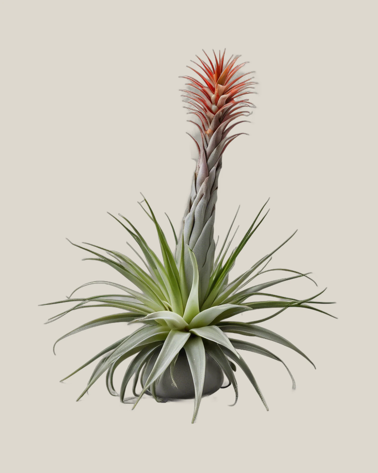 Tillandsie – Tillandsia xerographica, freigestellte botanische Studioaufnahme